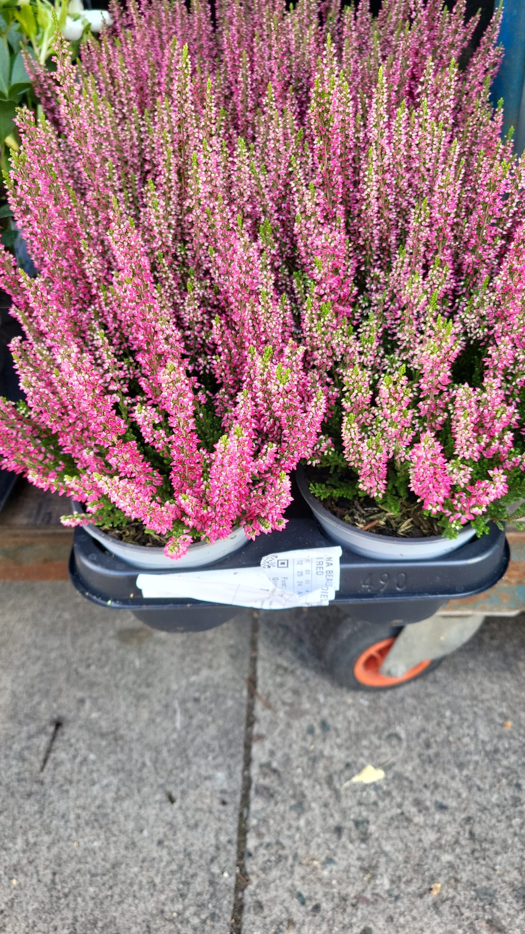 Mixed Plants 7cm - 30cm Pots (LOCAL PICKUP / DELIVERY ONLY)