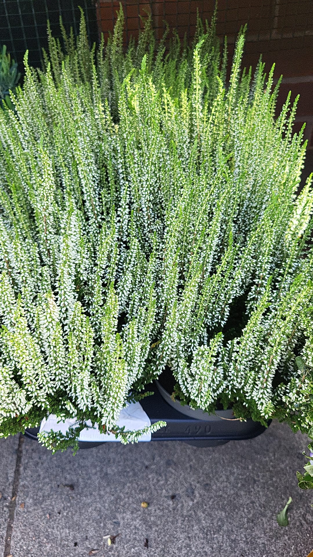 Mixed Plants 7cm - 30cm Pots (LOCAL PICKUP / DELIVERY ONLY)