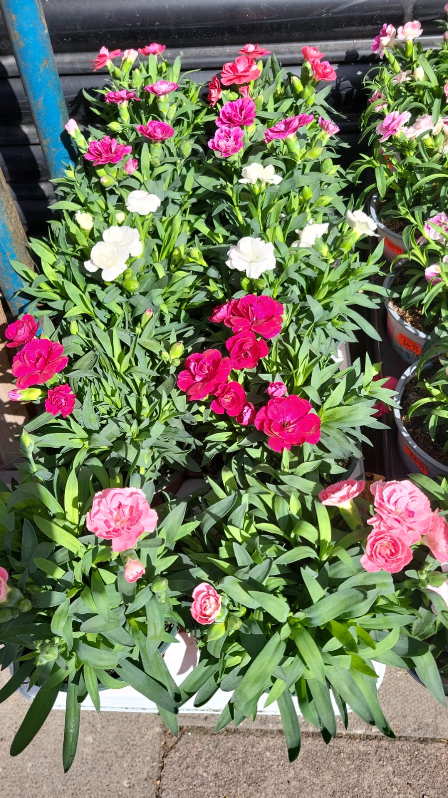 Mixed Plants 7cm - 30cm Pots (LOCAL PICKUP / DELIVERY ONLY)