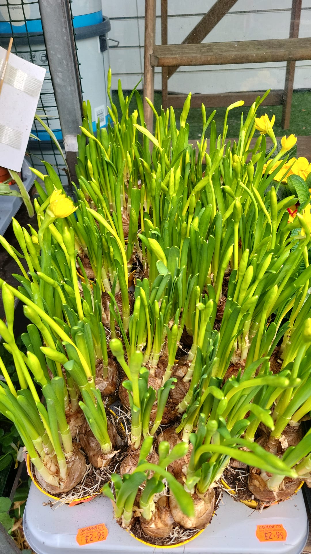 Mixed Plants 7cm - 30cm Pots (LOCAL PICKUP / DELIVERY ONLY)