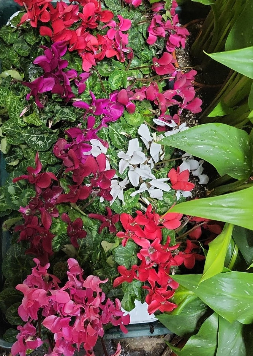 Mixed Plants 7cm - 30cm Pots (LOCAL PICKUP / DELIVERY ONLY)