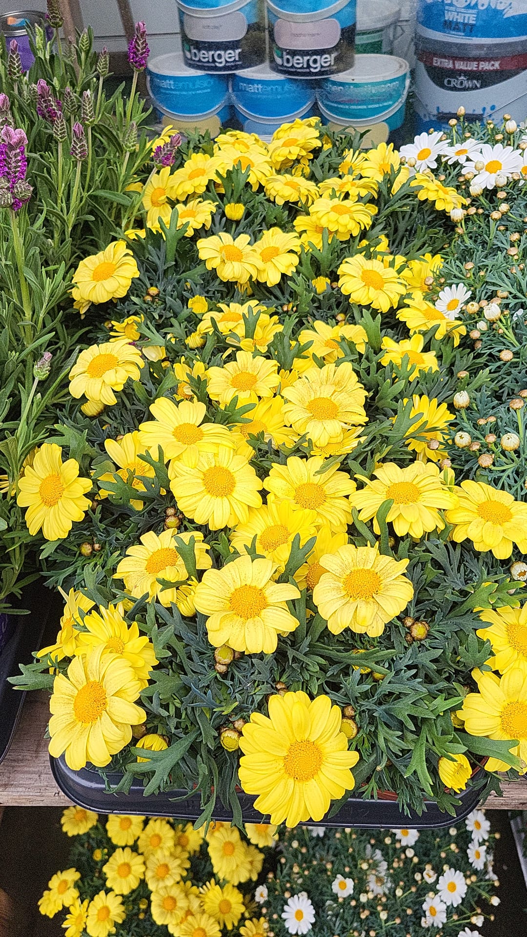 Mixed Plants 10cm - 30cm Pots (LOCAL PICKUP / DELIVERY ONLY)