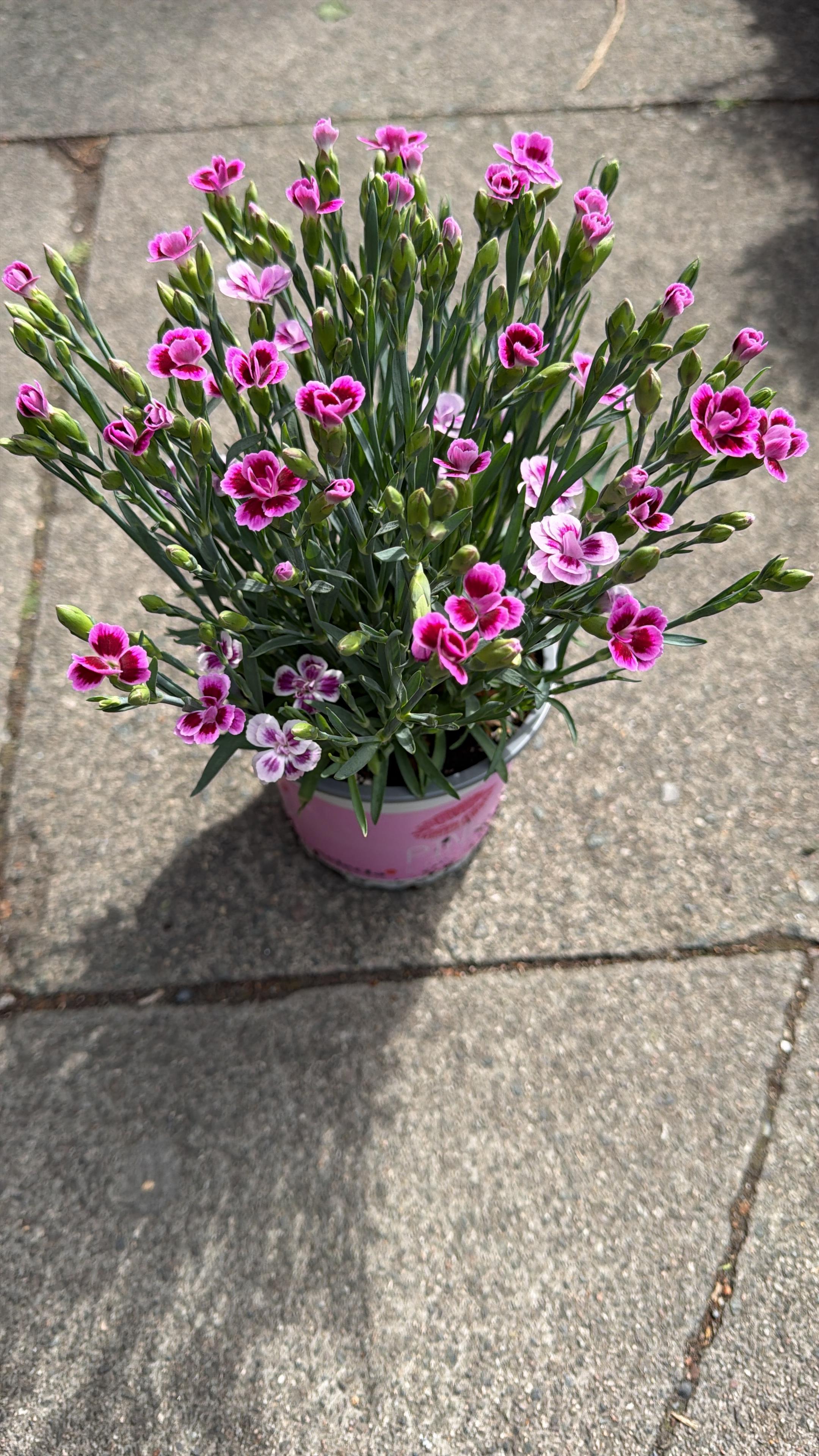 Dianthus 'Pink Kisses' - (4 inch pot)