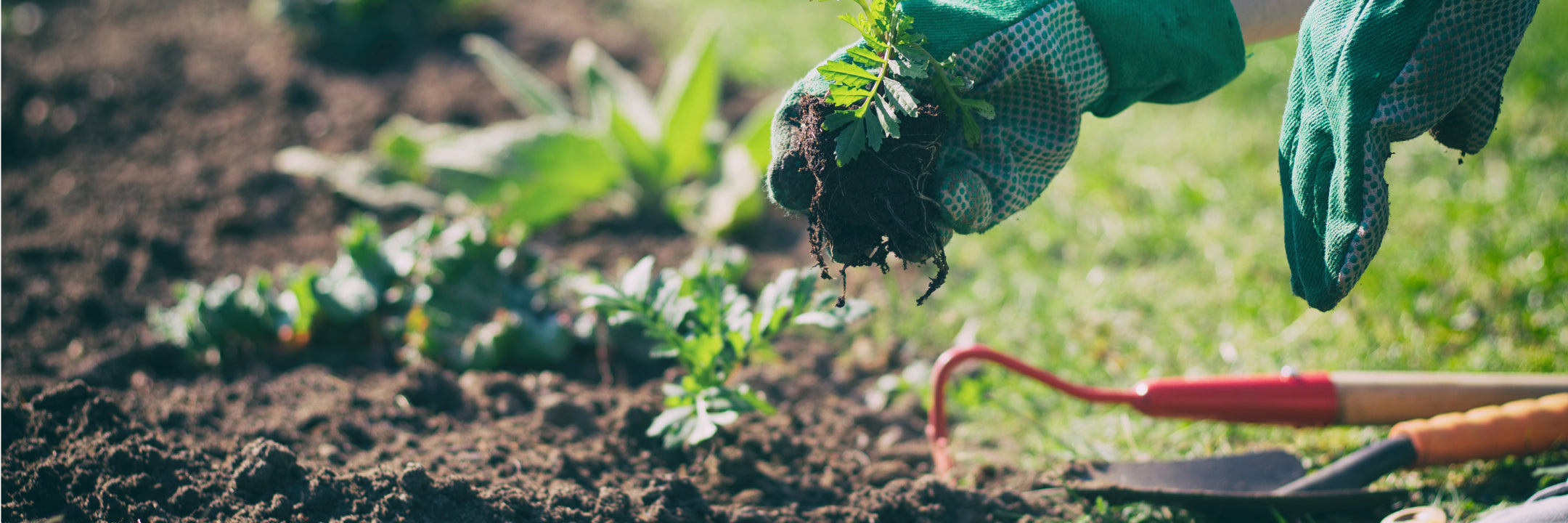 Gardening, planing plants in soil 