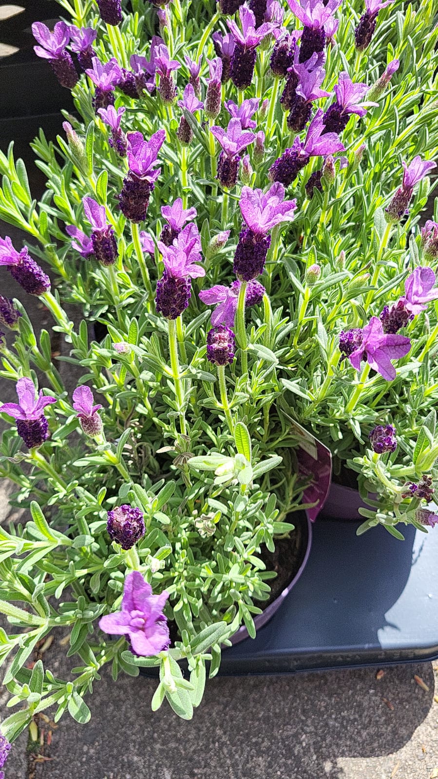 Lavandula - (4 inch pot)