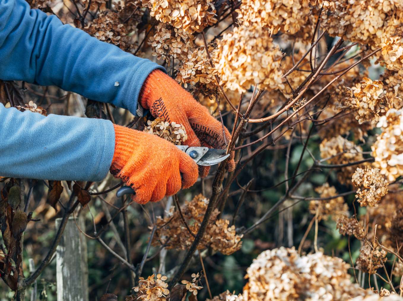 Person pruning a bush with orange gloves and garden shears