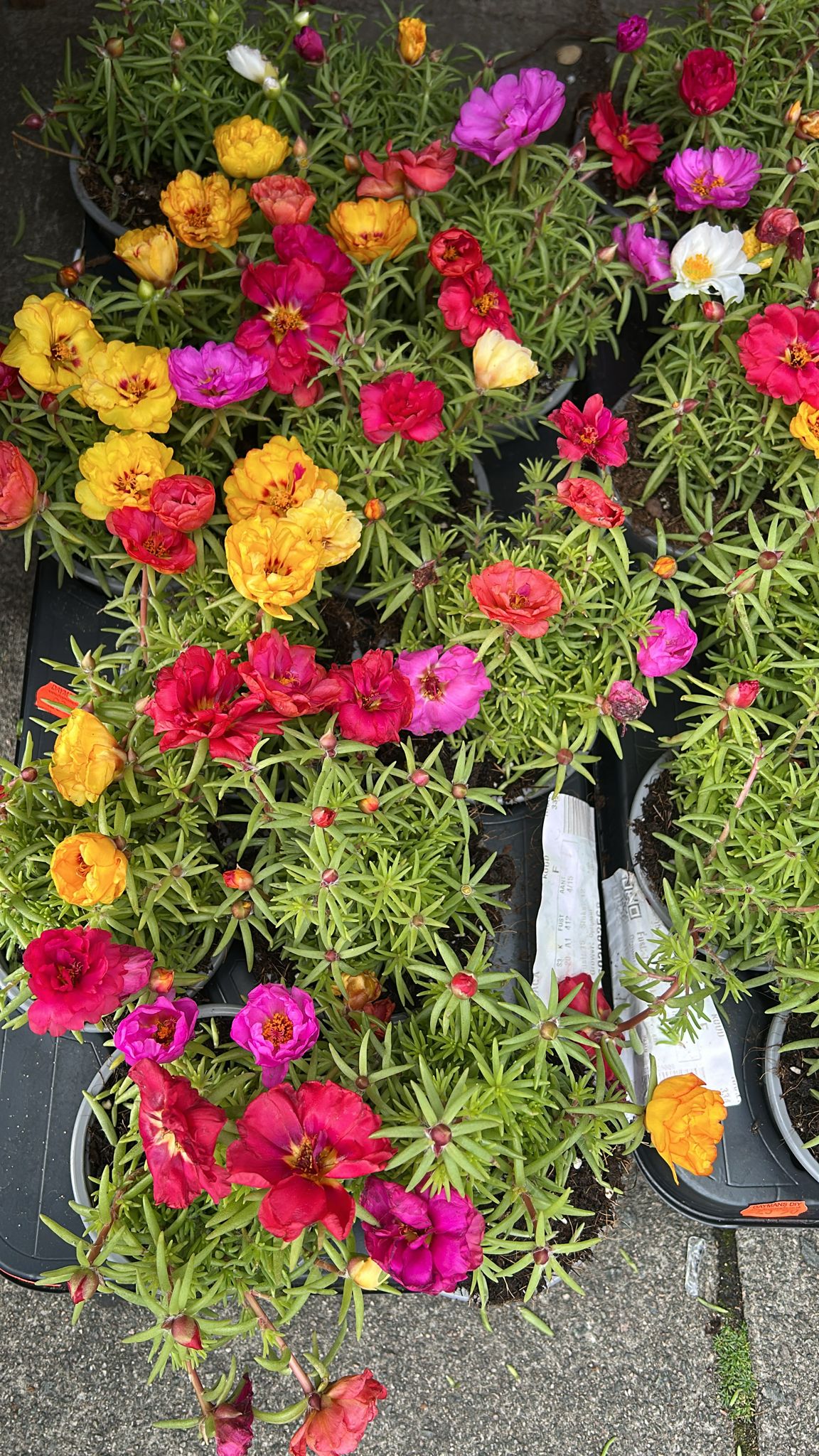 Mixed Plants 7cm - 30cm Pots (LOCAL PICKUP / DELIVERY ONLY)