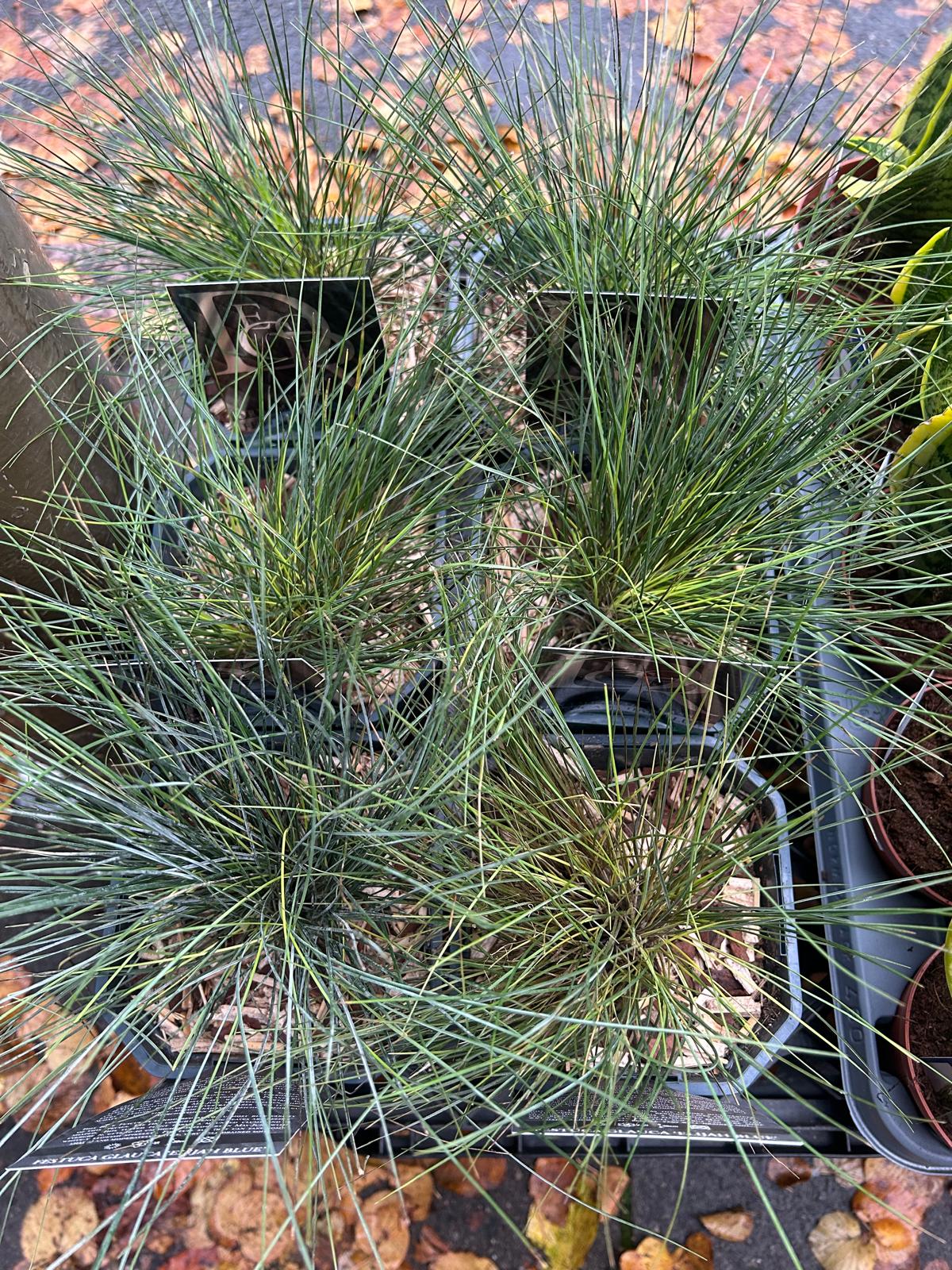 Mixed Plants 7cm - 30cm Pots (LOCAL PICKUP / DELIVERY ONLY)