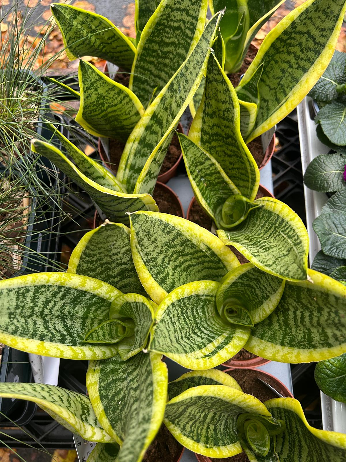 Mixed Plants 7cm - 30cm Pots (LOCAL PICKUP / DELIVERY ONLY)
