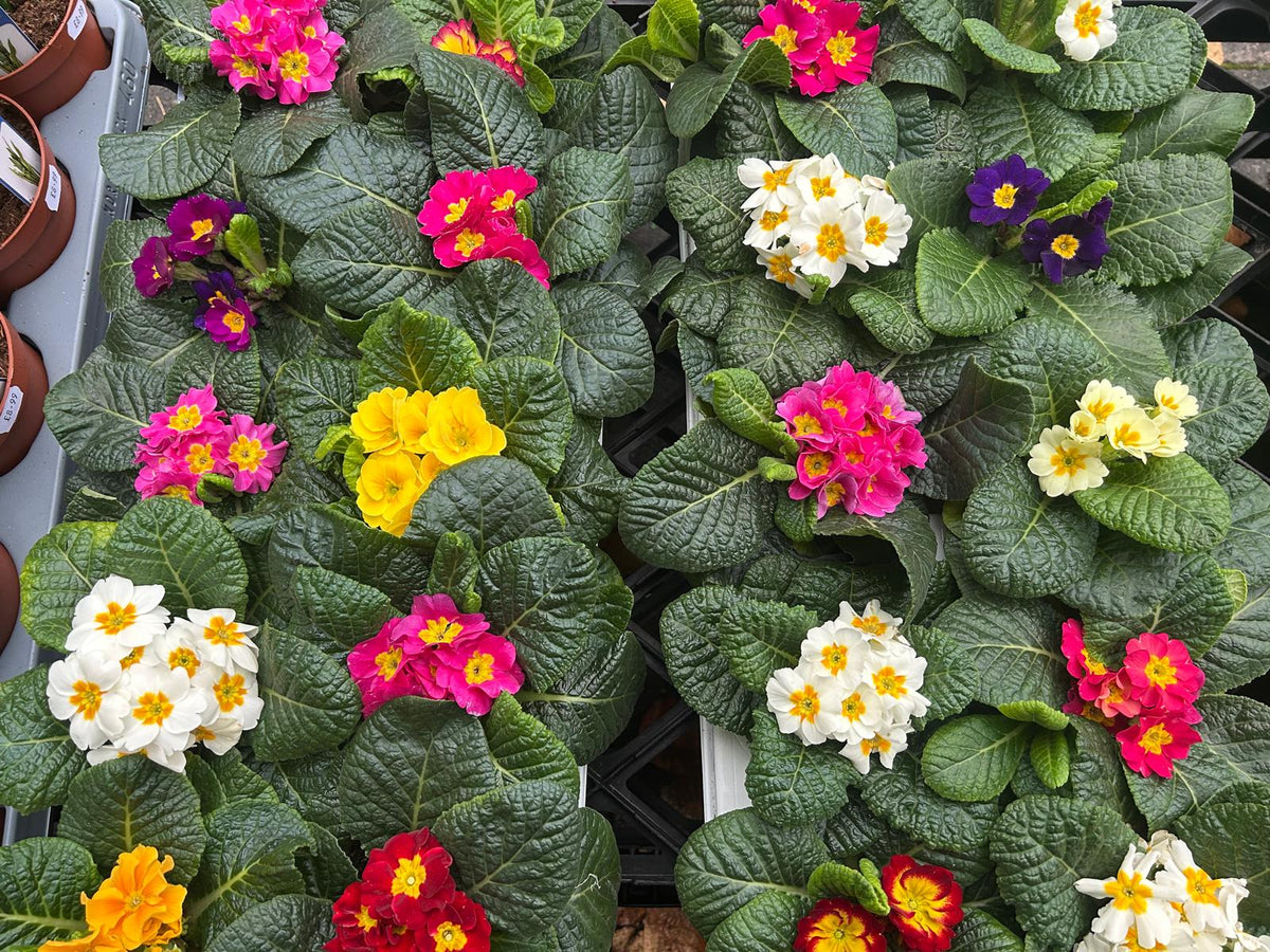 Mixed Plants 7cm - 30cm Pots (LOCAL PICKUP / DELIVERY ONLY)