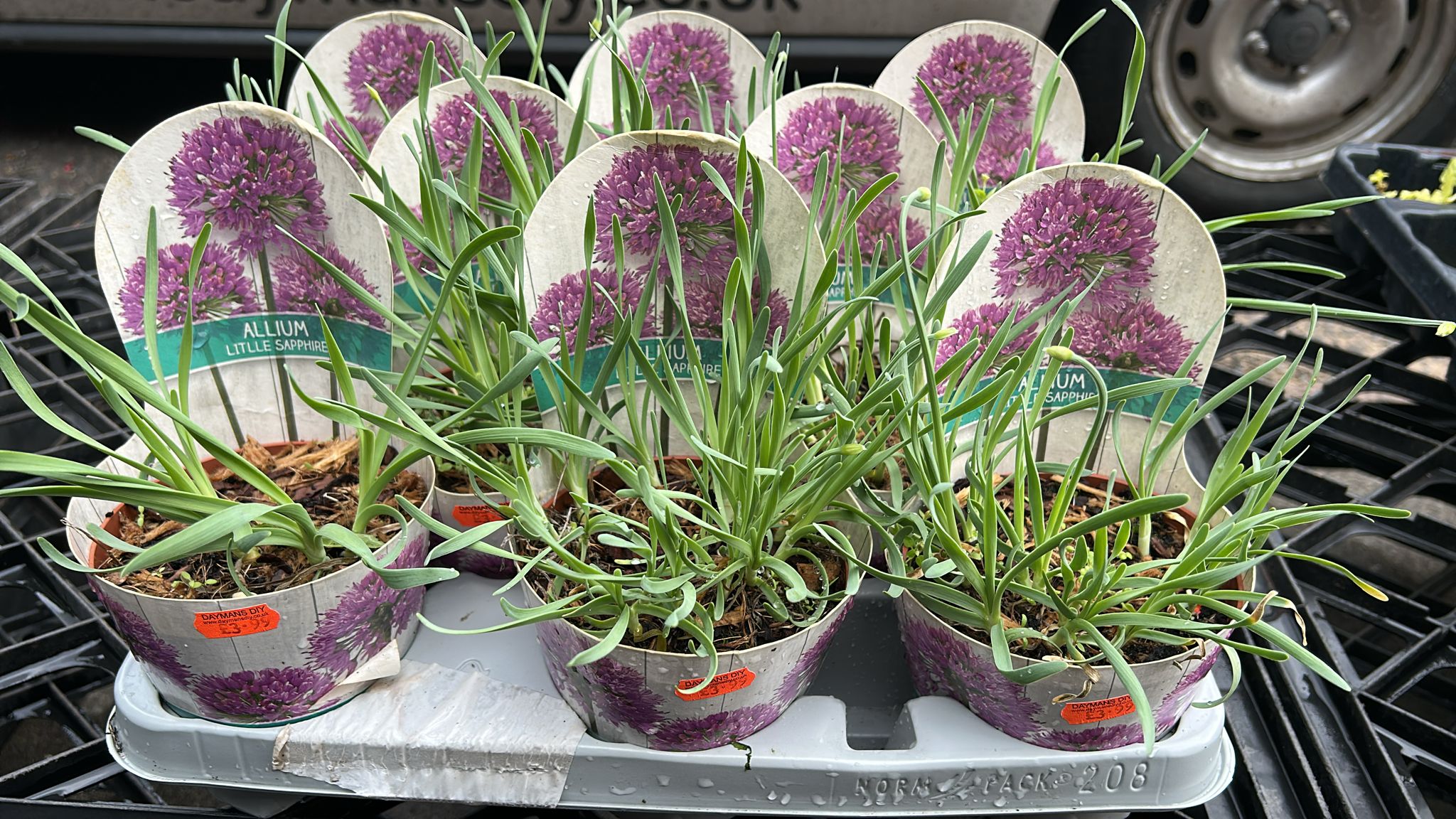 Mixed Plants 7cm - 30cm Pots (LOCAL PICKUP / DELIVERY ONLY)