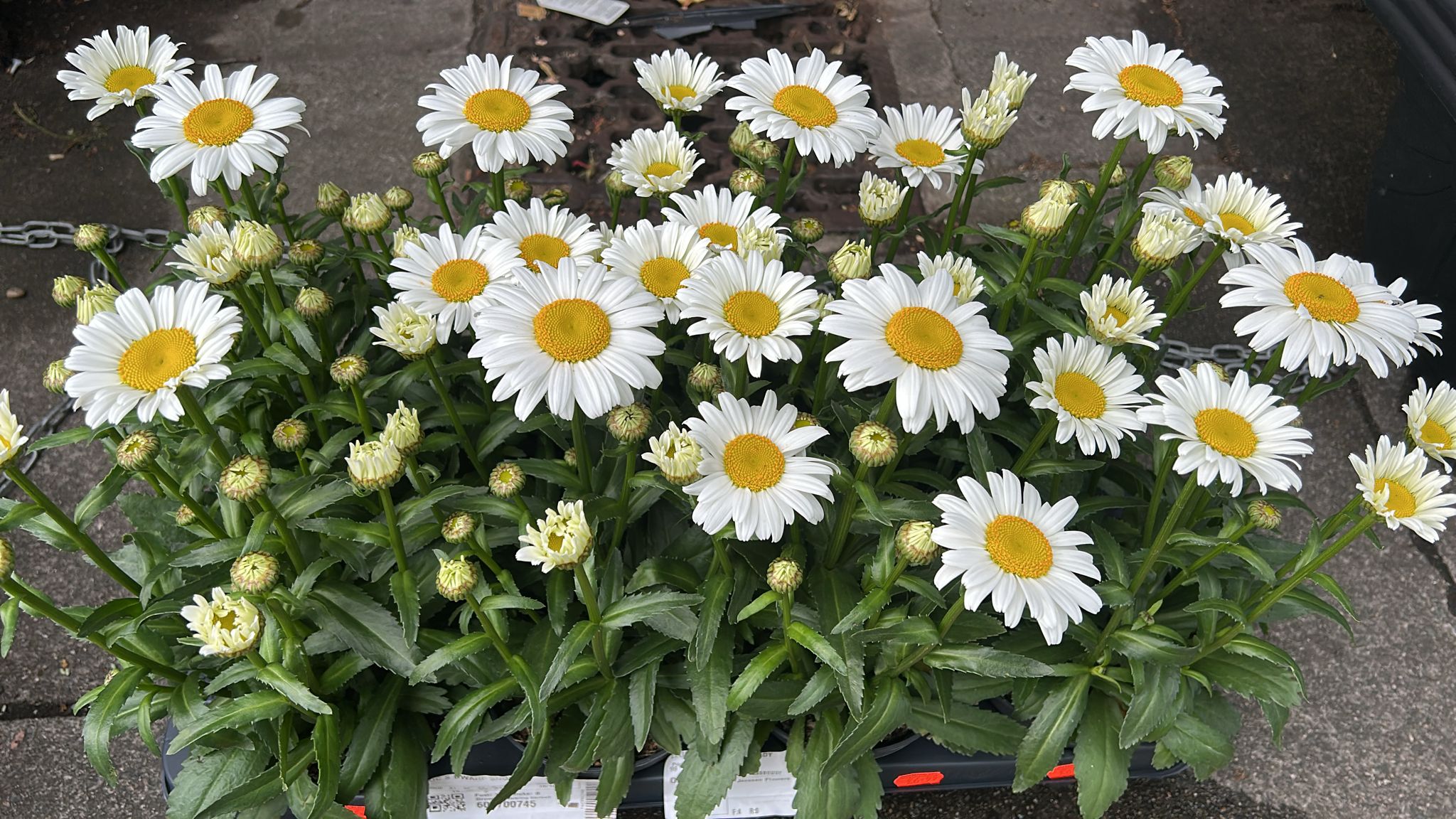 Mixed Plants 7cm - 30cm Pots (LOCAL PICKUP / DELIVERY ONLY)