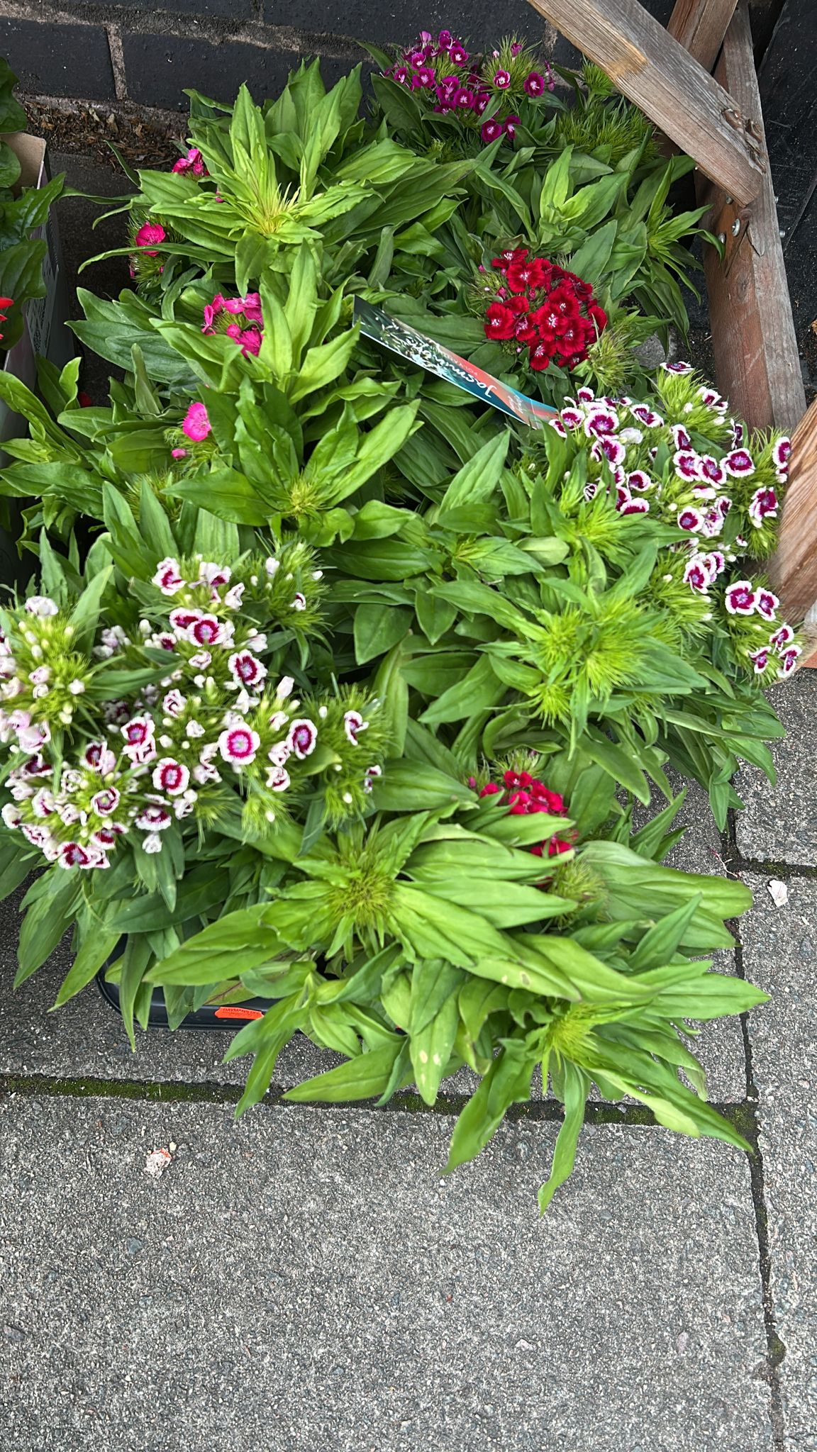 Mixed Plants 7cm - 30cm Pots (LOCAL PICKUP / DELIVERY ONLY)