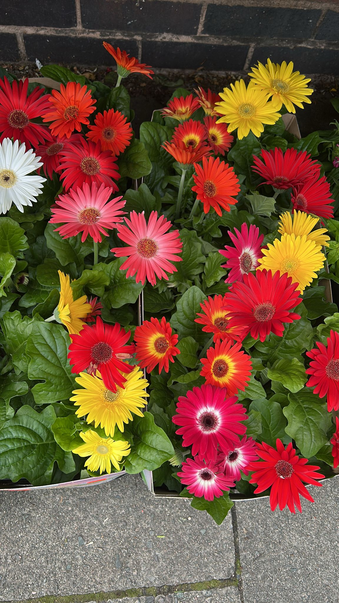 Mixed Plants 7cm - 30cm Pots (LOCAL PICKUP / DELIVERY ONLY)