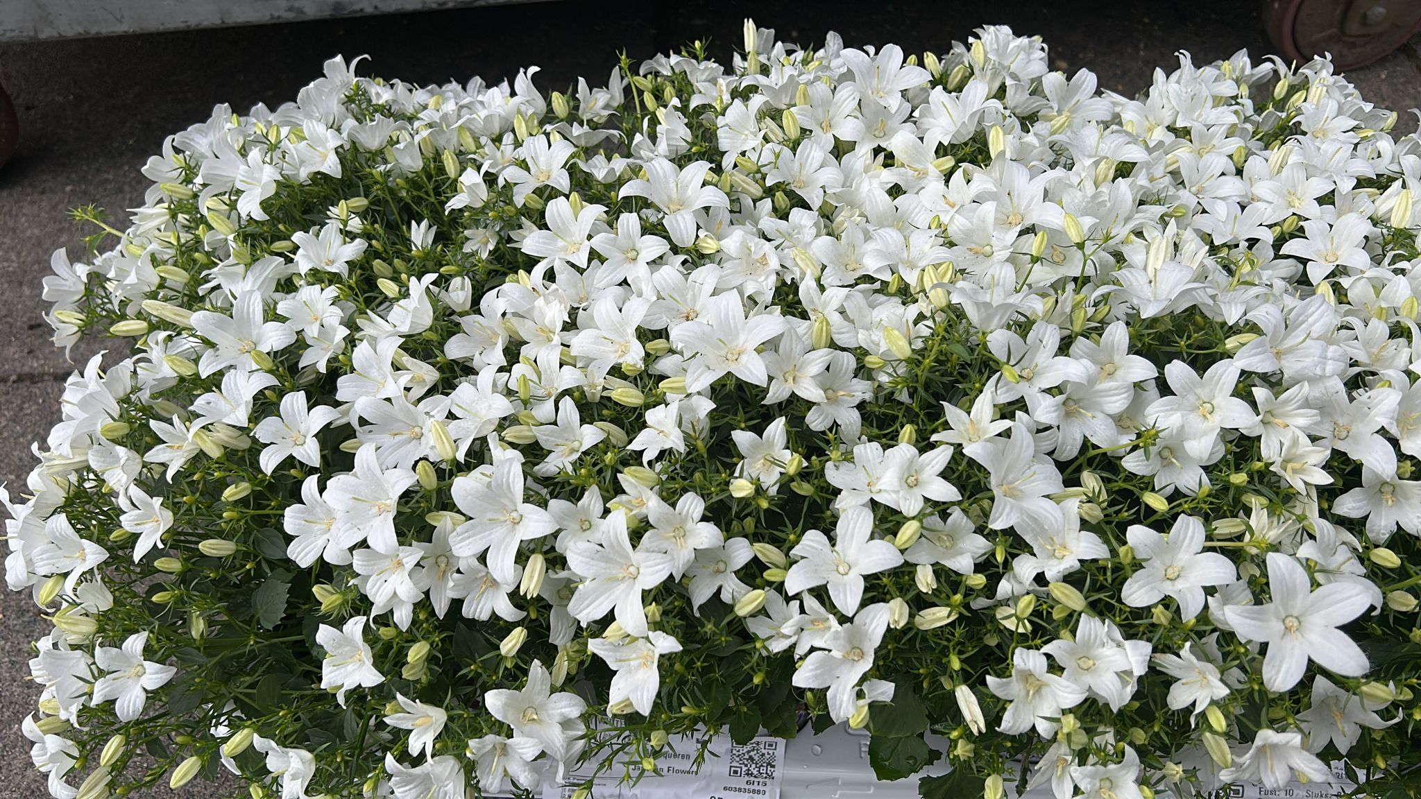 Mixed Plants 7cm - 30cm Pots (LOCAL PICKUP / DELIVERY ONLY)