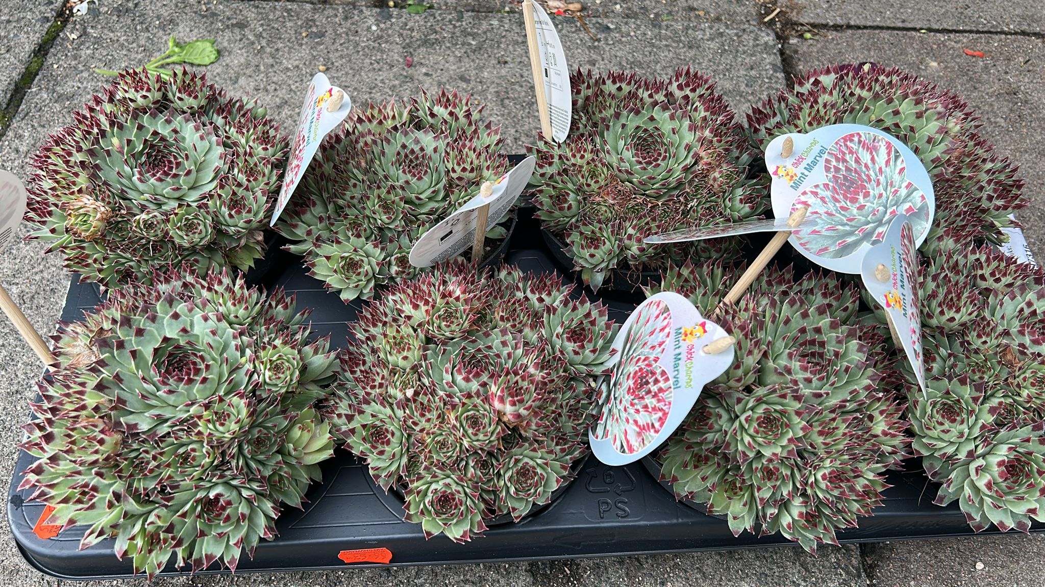 Mixed Plants 7cm - 30cm Pots (LOCAL PICKUP / DELIVERY ONLY)