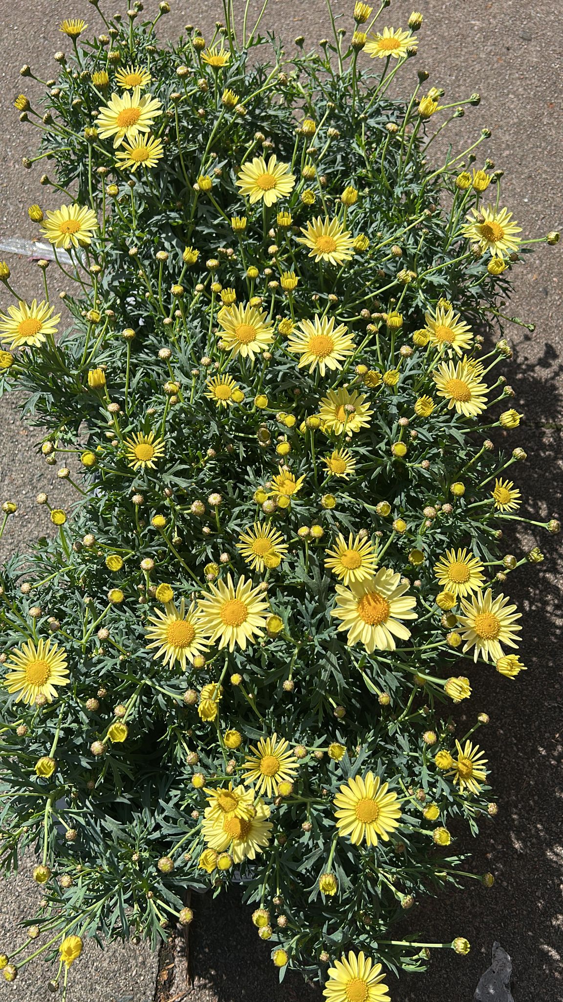 Mixed Summer Plants 4 inch - 10 inch Pots (LOCAL PICKUP / DELIVERY ONLY)
