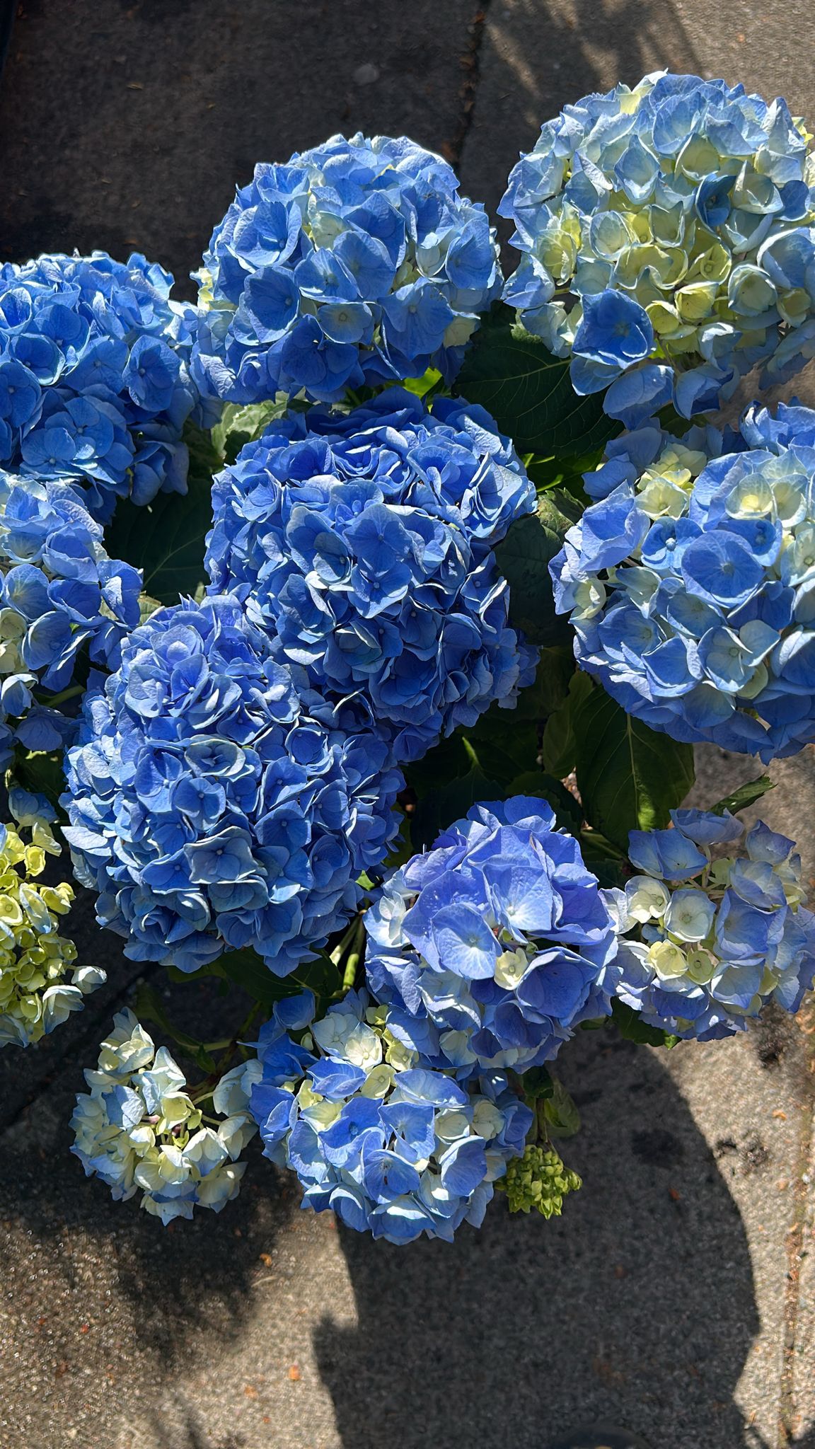 Mixed Summer Plants 4 inch - 10 inch Pots (LOCAL PICKUP / DELIVERY ONLY)