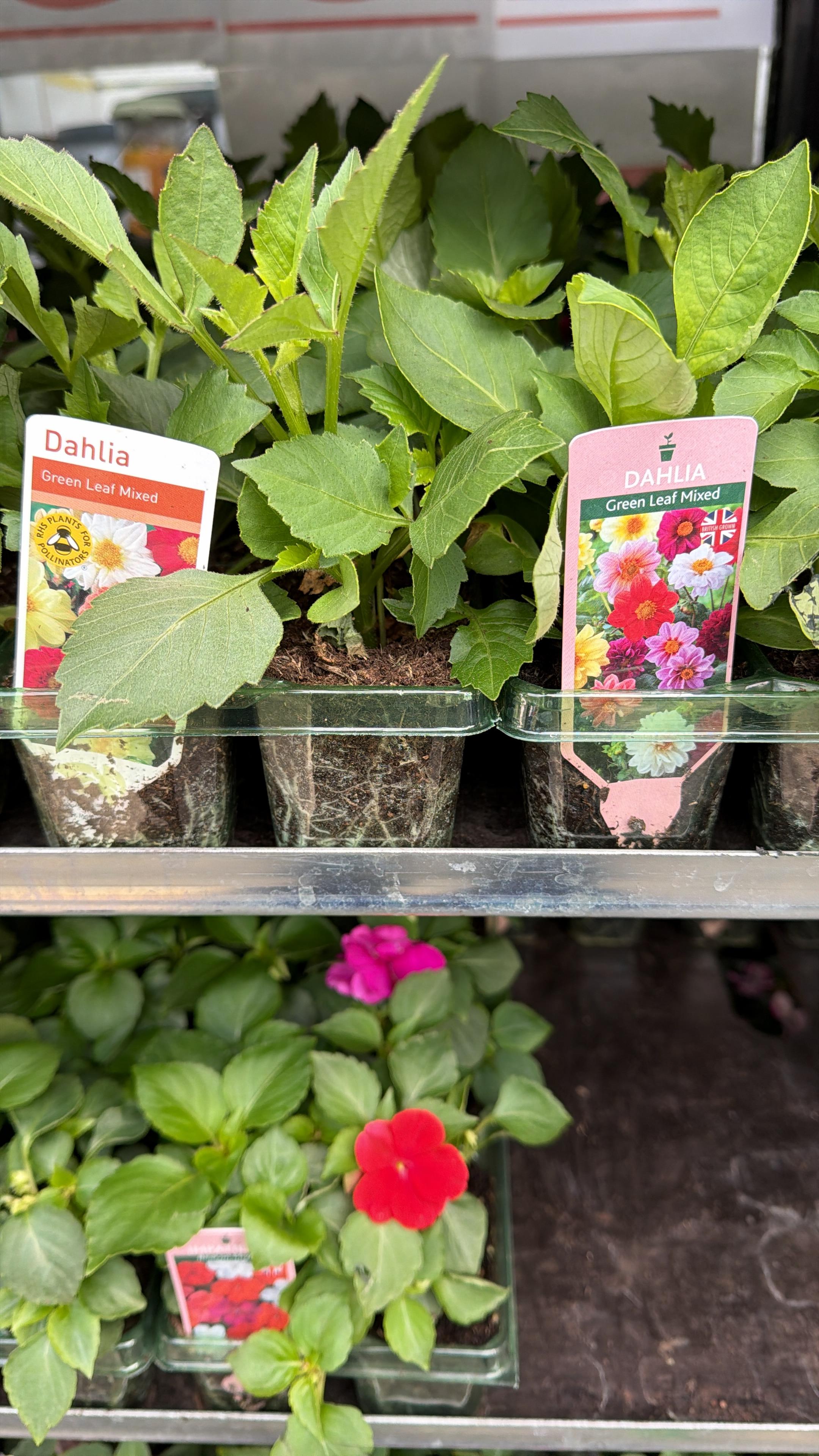 British Grown Summer Bedding Plants (5 TRAYS FOR £17.95) (LOCAL PICKUP / DELIVERY ONLY)