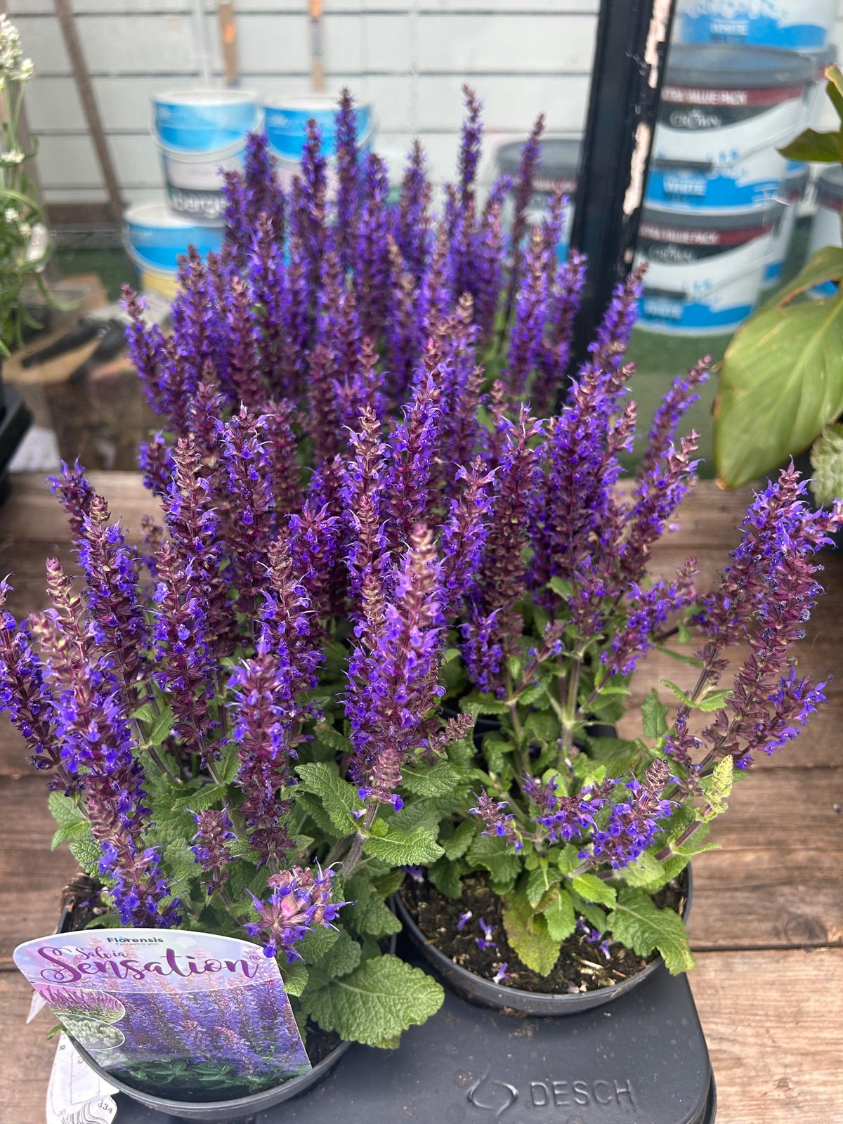 Mixed Plants 7cm - 30cm Pots (LOCAL PICKUP / DELIVERY ONLY)