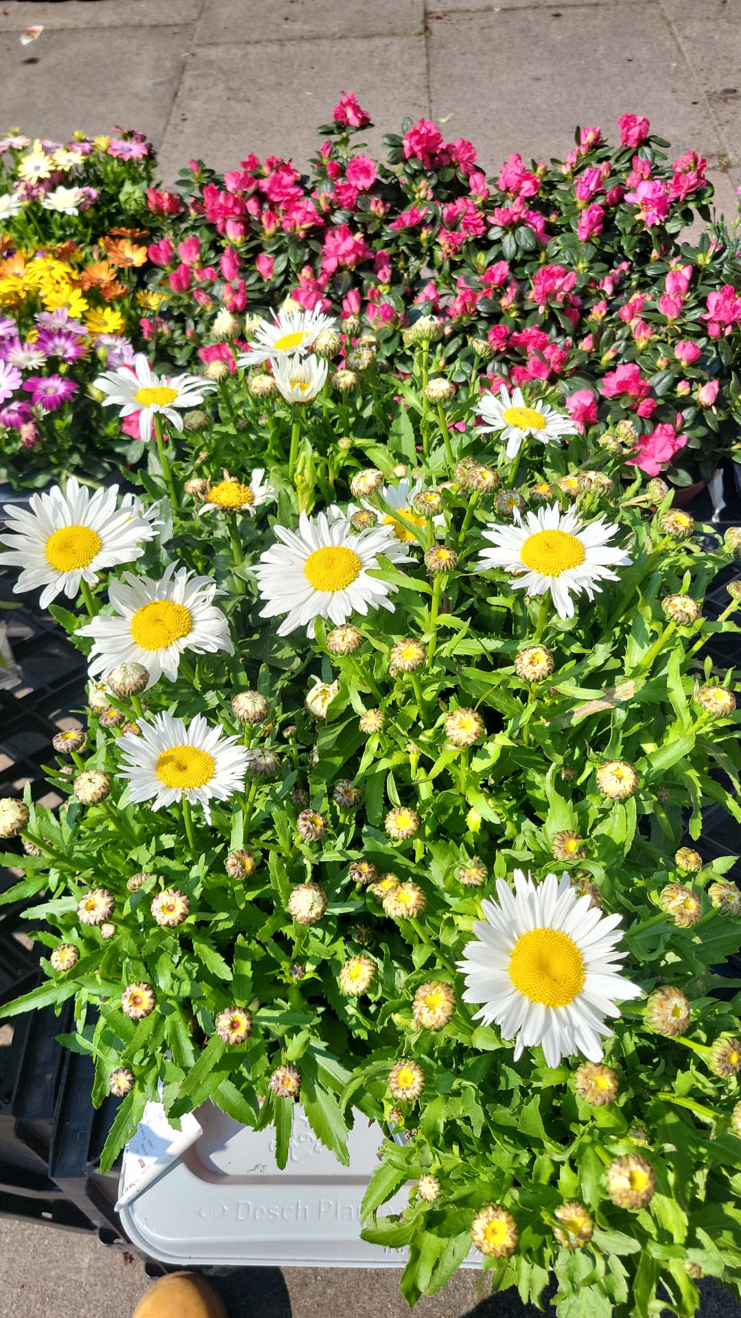 Mixed Plants 7cm - 30cm Pots (LOCAL PICKUP / DELIVERY ONLY)