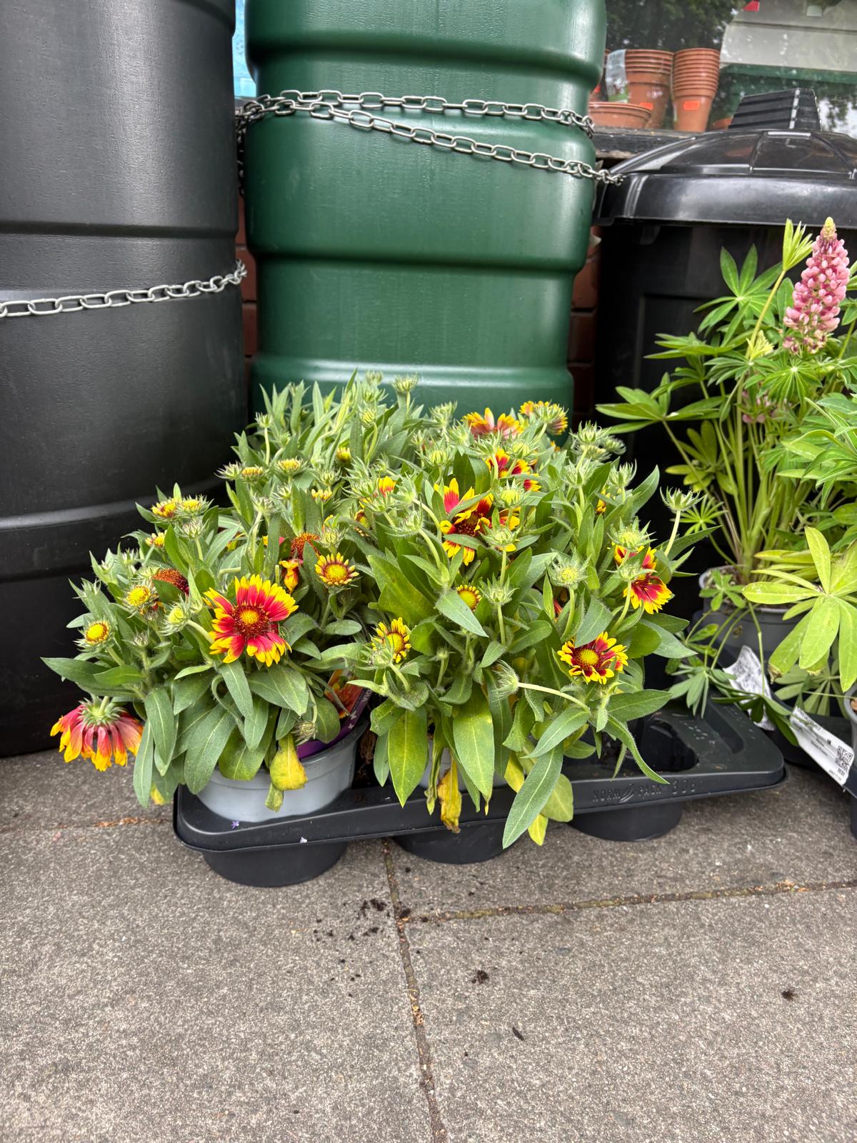 Mixed Plants 7cm - 30cm Pots (LOCAL PICKUP / DELIVERY ONLY)