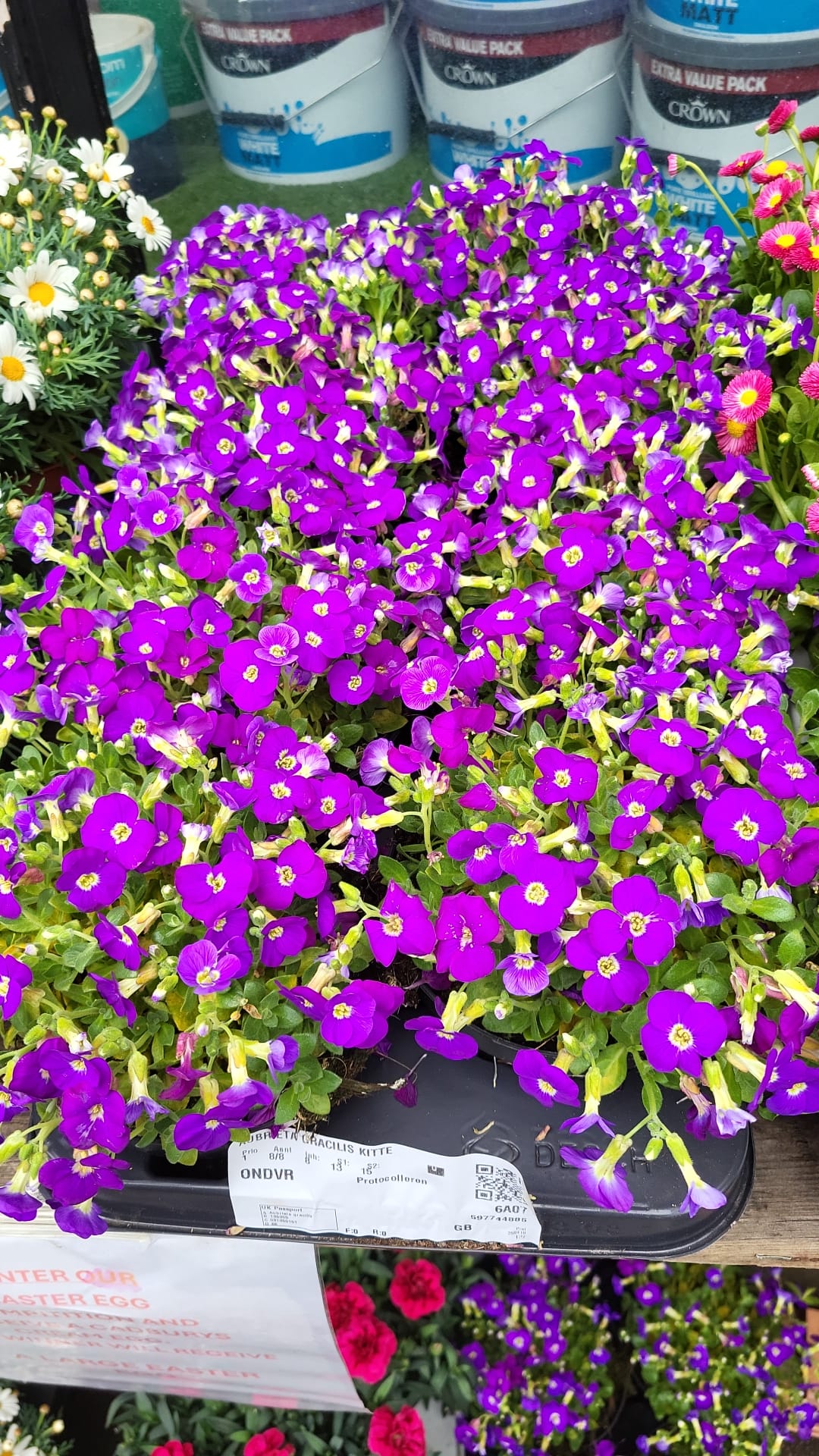 Mixed Plants 10cm - 30cm Pots (LOCAL PICKUP / DELIVERY ONLY)