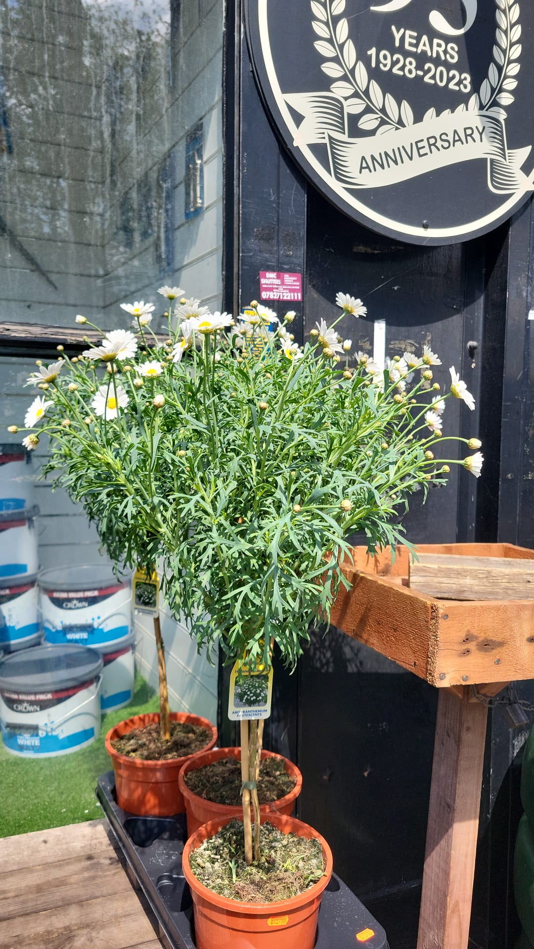 Mixed Plants 7cm - 30cm Pots (LOCAL PICKUP / DELIVERY ONLY)