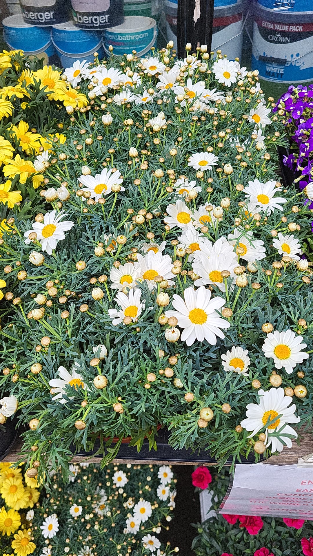 Mixed Plants 10cm - 30cm Pots (LOCAL PICKUP / DELIVERY ONLY)