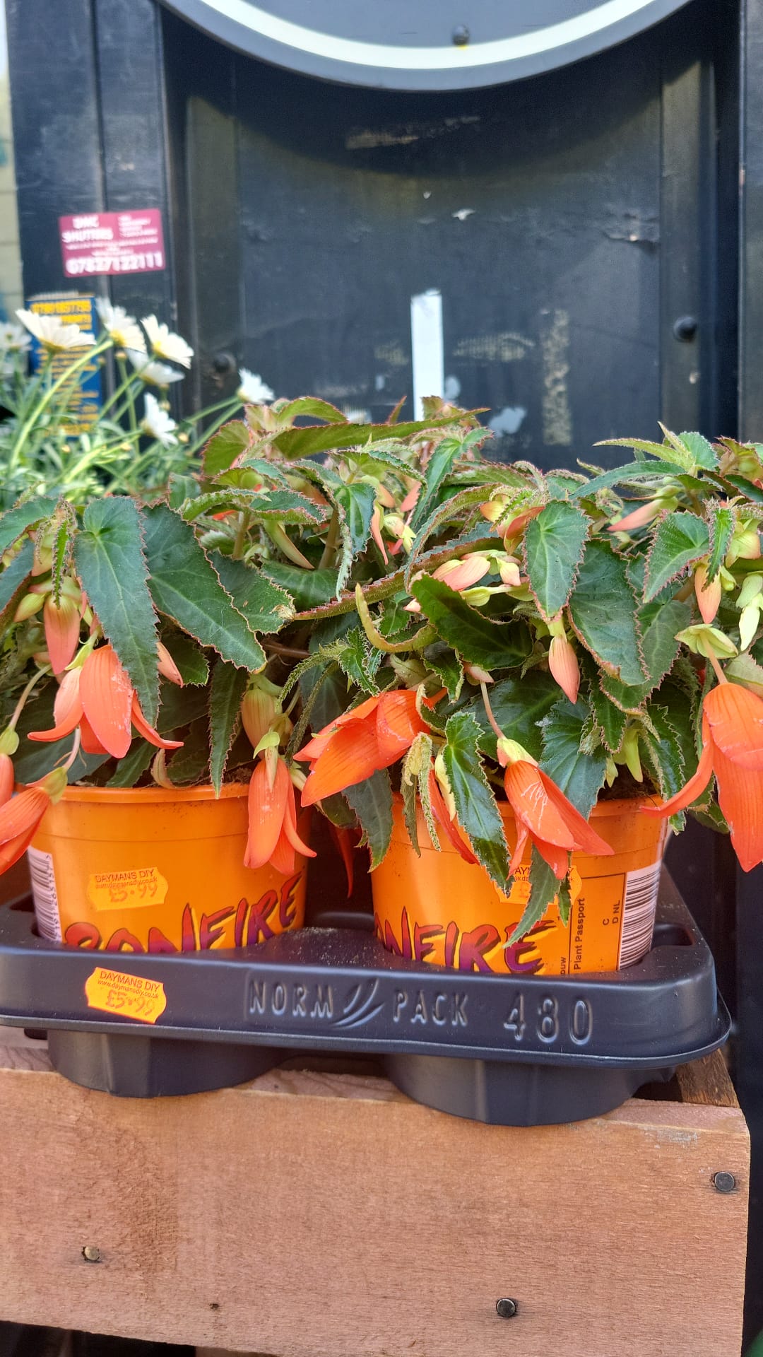 Mixed Plants 7cm - 30cm Pots (LOCAL PICKUP / DELIVERY ONLY)