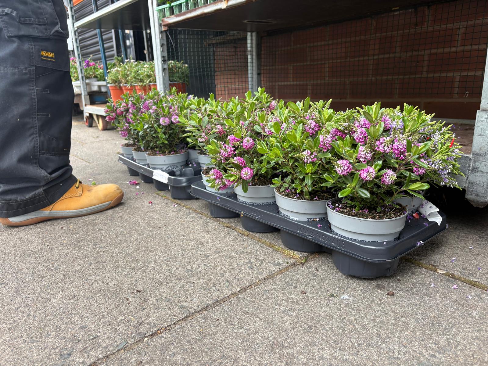 Mixed Plants 7cm - 30cm Pots (LOCAL PICKUP / DELIVERY ONLY)