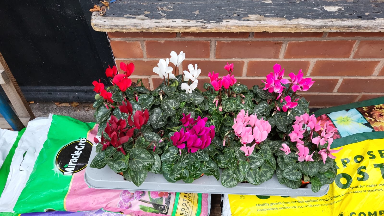 Mixed Plants 7cm - 30cm Pots (LOCAL PICKUP / DELIVERY ONLY)