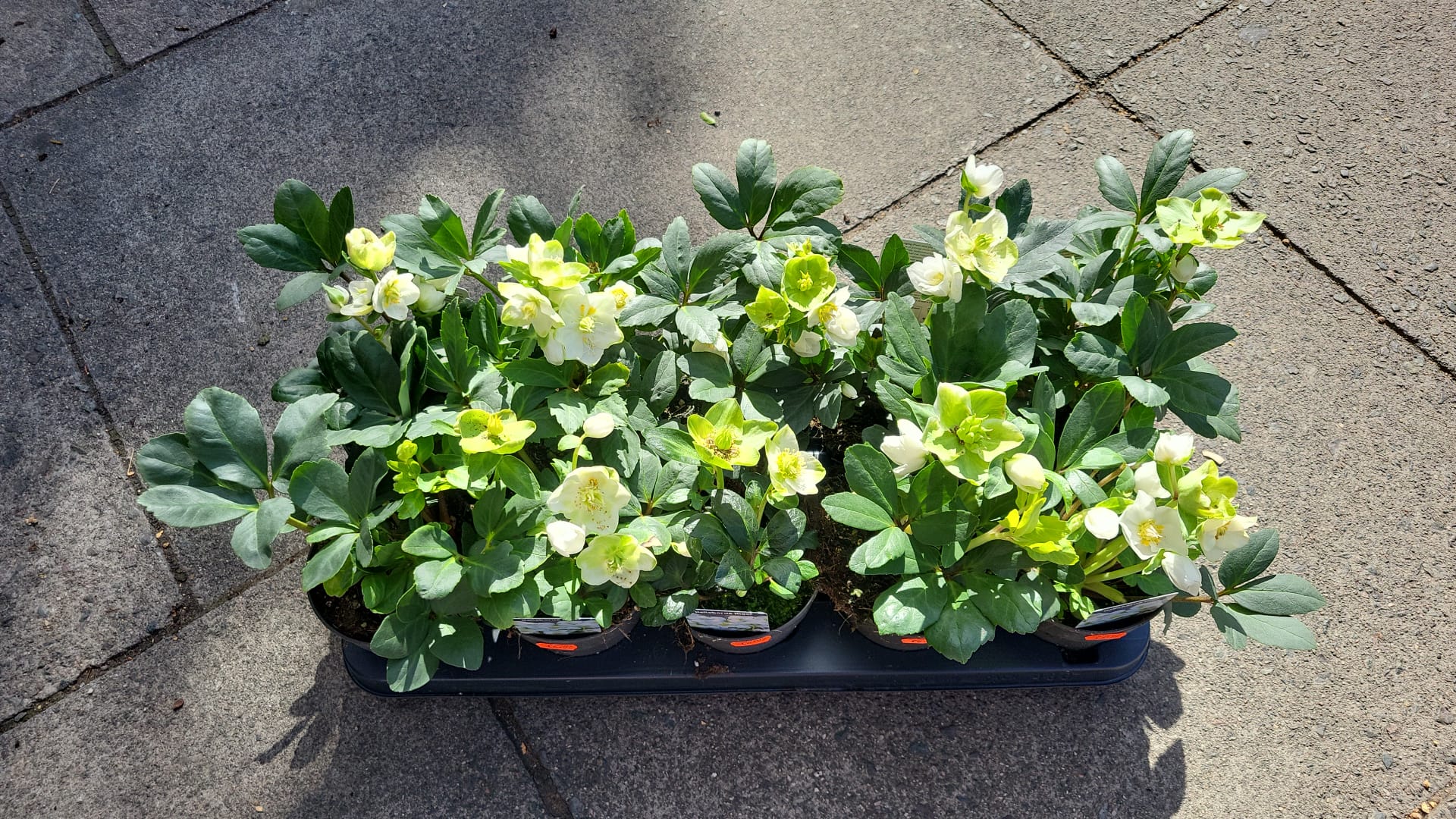 Mixed Plants 7cm - 30cm Pots (LOCAL PICKUP / DELIVERY ONLY)