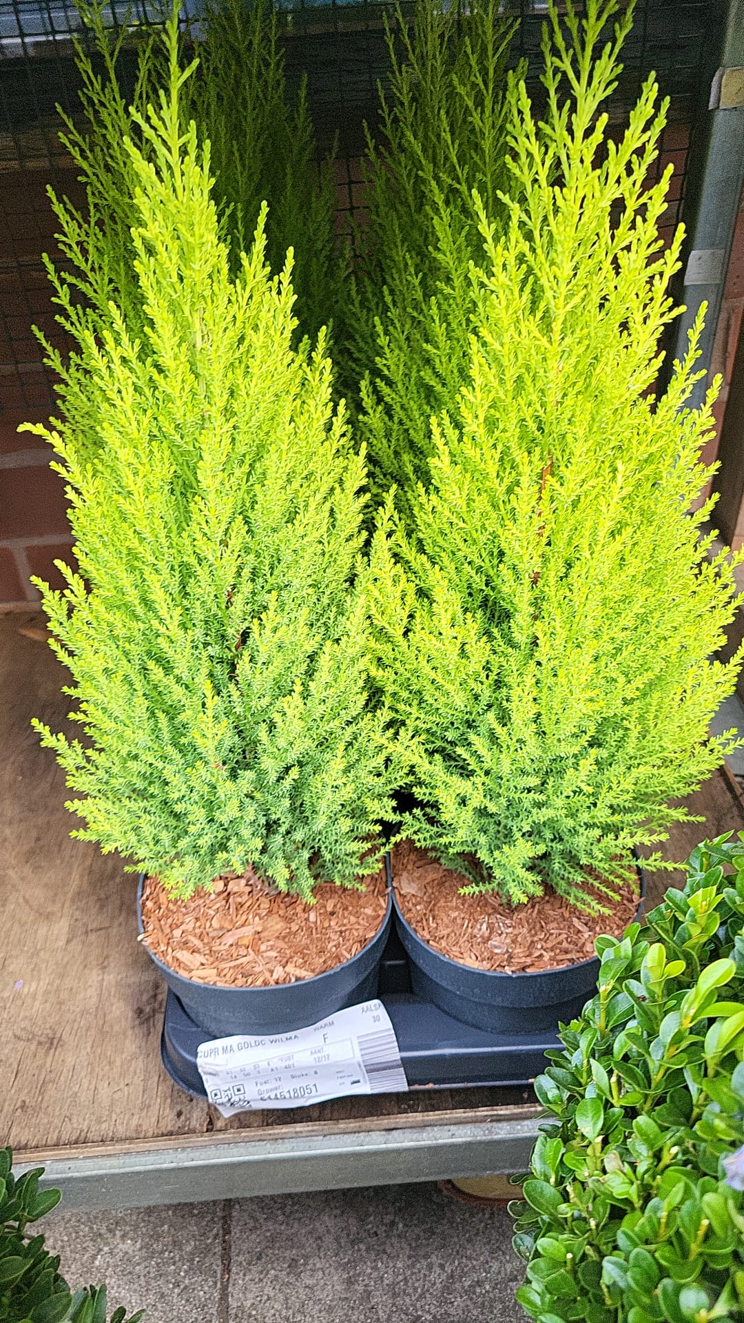 Mixed Plants 7cm - 30cm Pots (LOCAL PICKUP / DELIVERY ONLY)