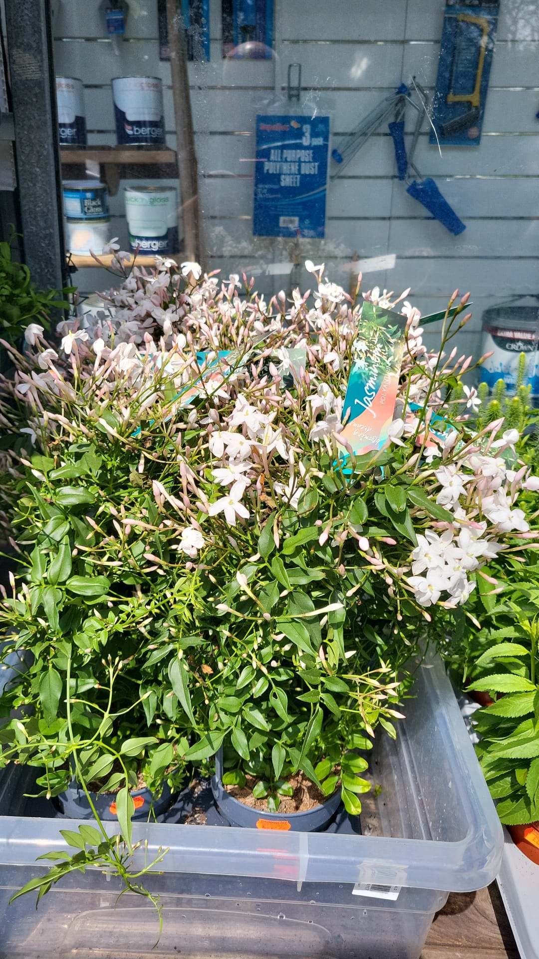 Mixed Plants 7cm - 30cm Pots (LOCAL PICKUP / DELIVERY ONLY)