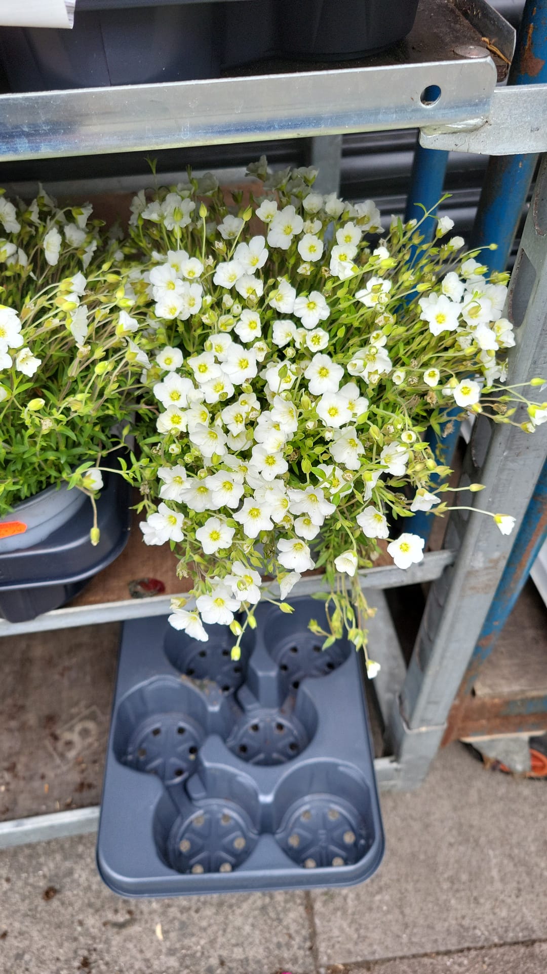 Mixed Plants 7cm - 30cm Pots (LOCAL PICKUP / DELIVERY ONLY)