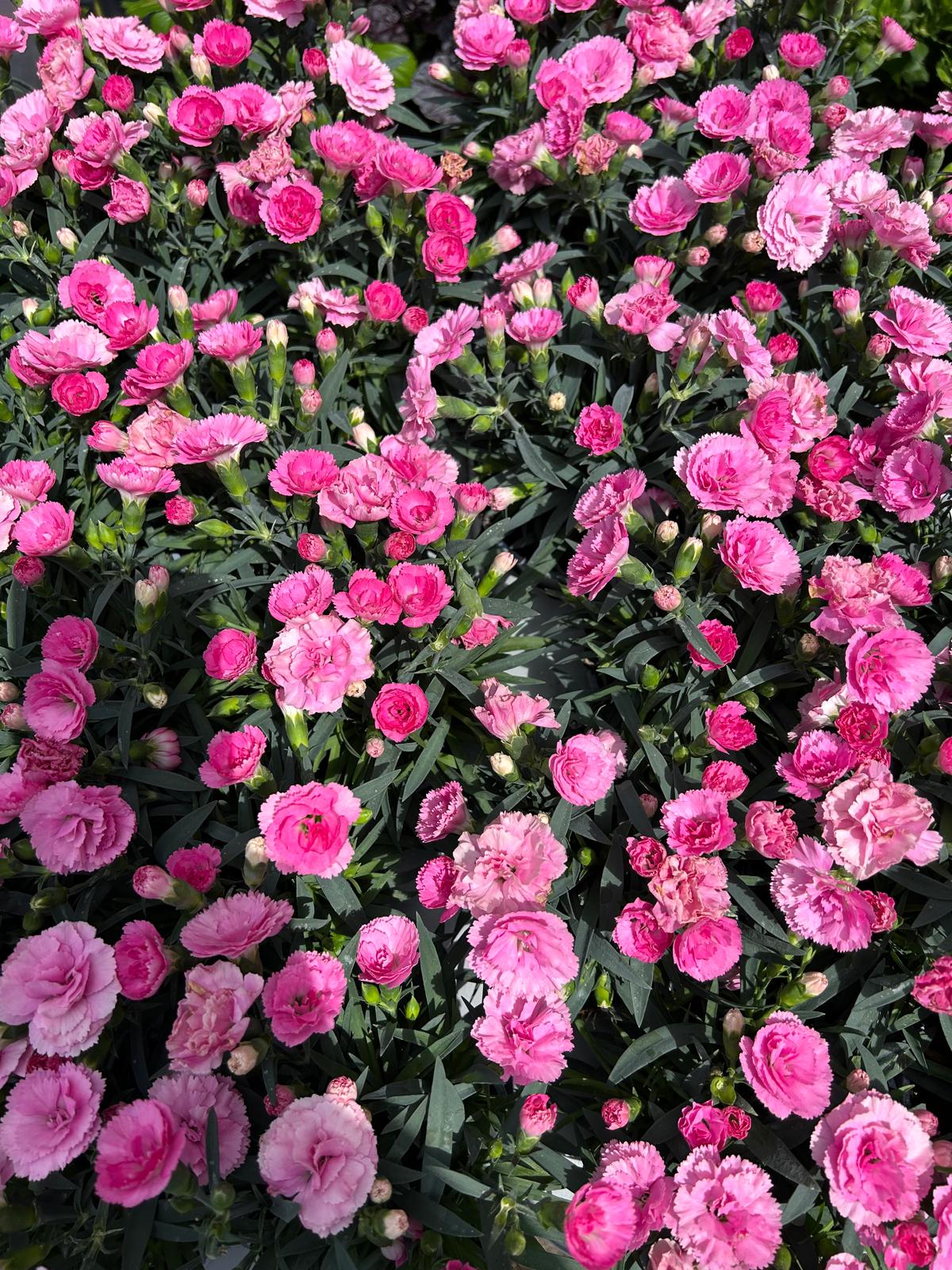 Mixed Summer Plants 4 inch - 10 inch Pots (LOCAL PICKUP / DELIVERY ONLY)