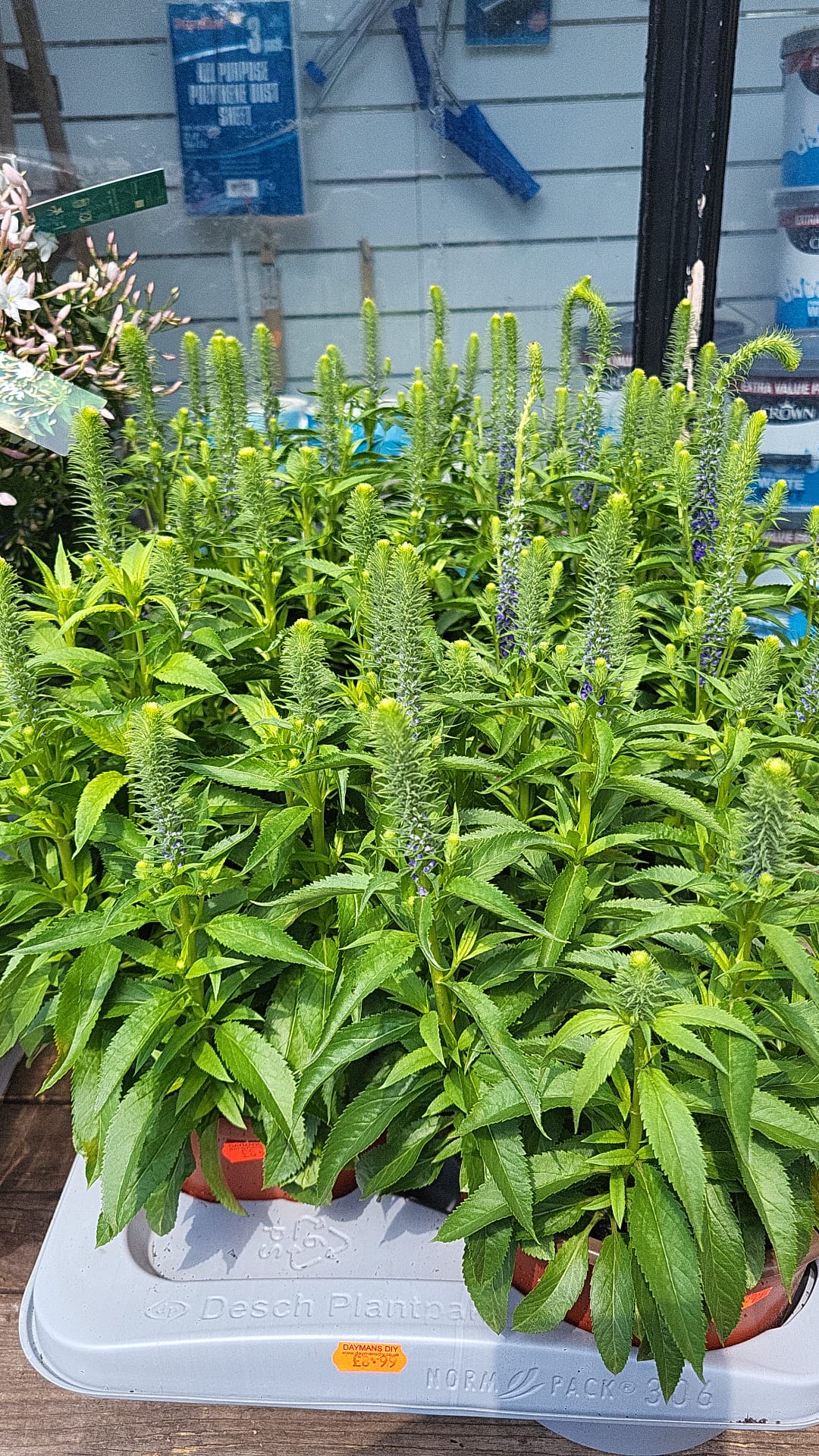 Mixed Plants 7cm - 30cm Pots (LOCAL PICKUP / DELIVERY ONLY)
