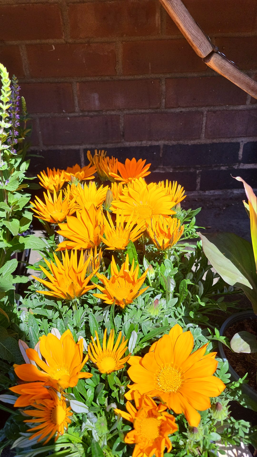 Mixed Plants 7cm - 30cm Pots (LOCAL PICKUP / DELIVERY ONLY)
