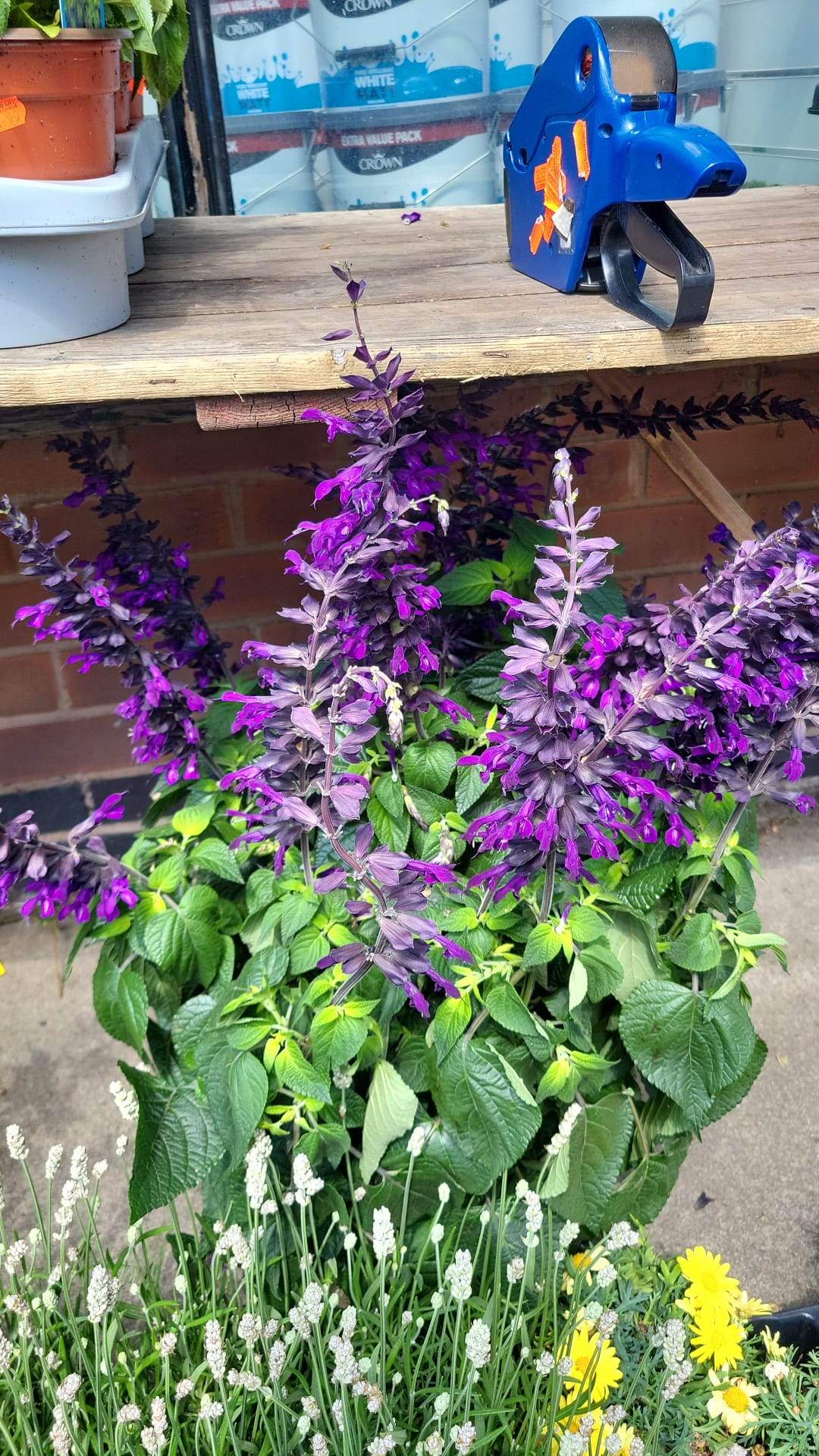 Mixed Plants 7cm - 30cm Pots (LOCAL PICKUP / DELIVERY ONLY)