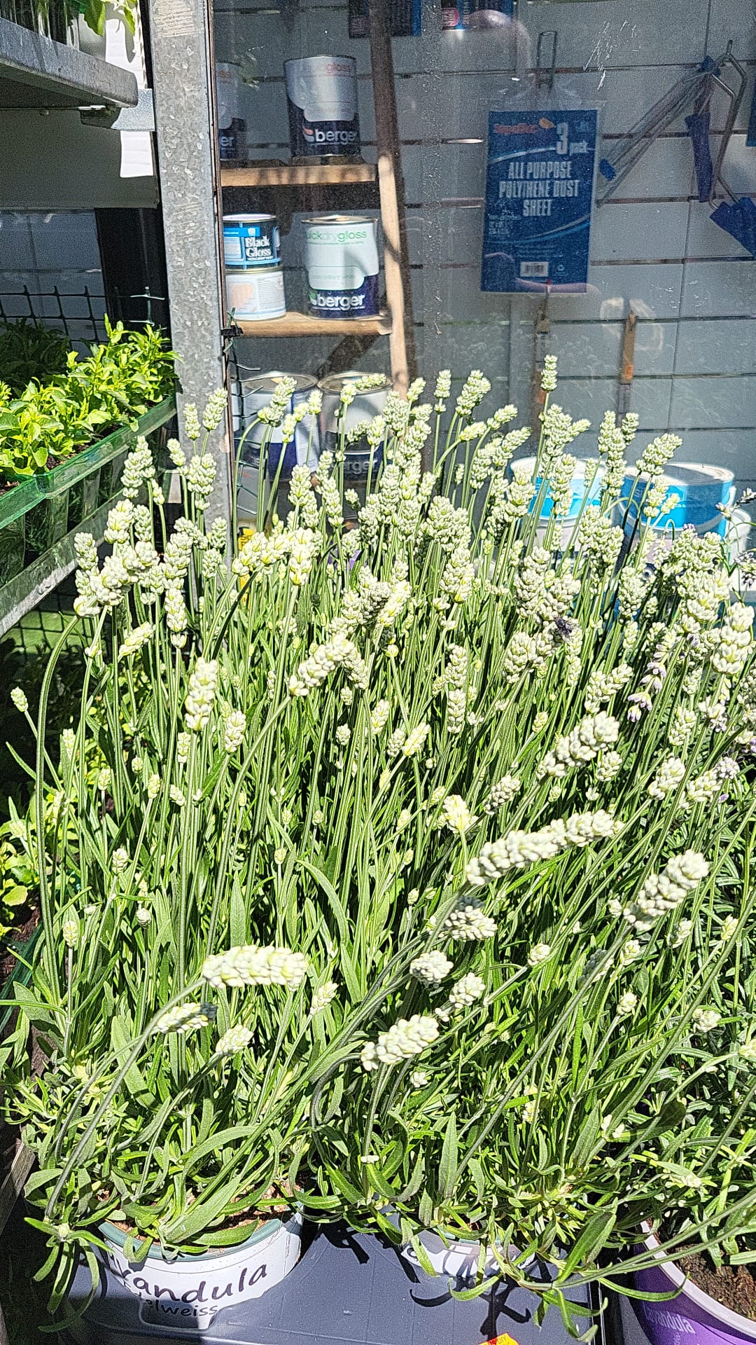 Mixed Plants 7cm - 30cm Pots (LOCAL PICKUP / DELIVERY ONLY)