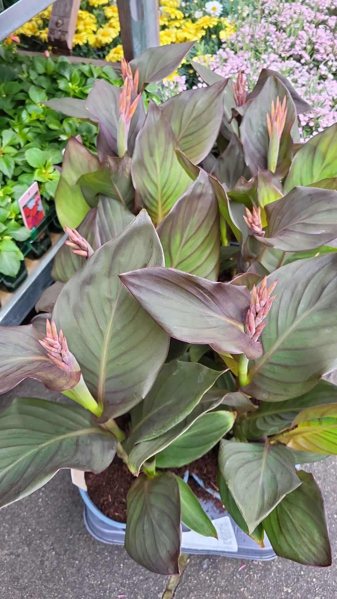 Mixed Plants 10cm - 30cm Pots (LOCAL PICKUP / DELIVERY ONLY)