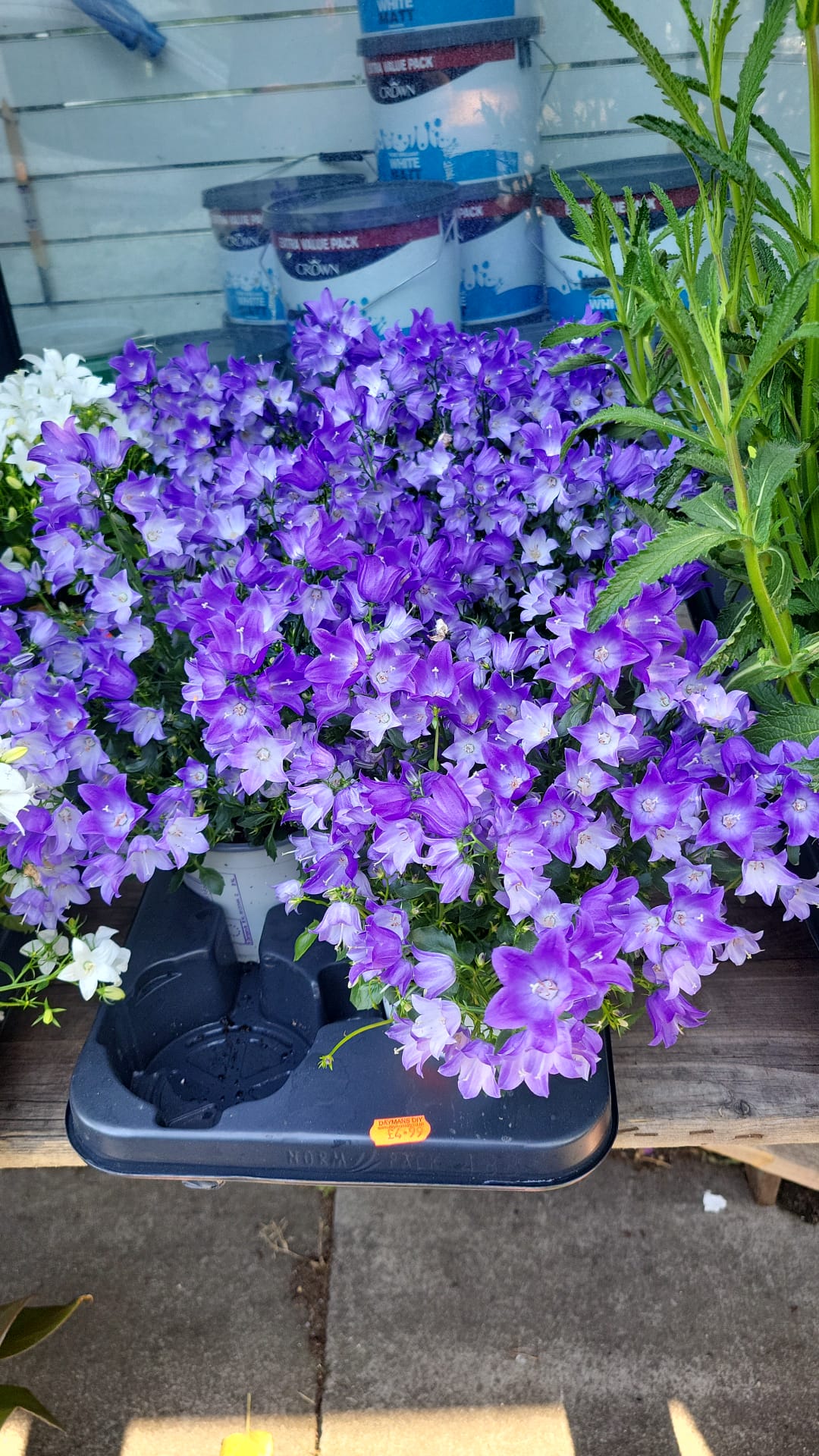 Mixed Plants 7cm - 30cm Pots (LOCAL PICKUP / DELIVERY ONLY)