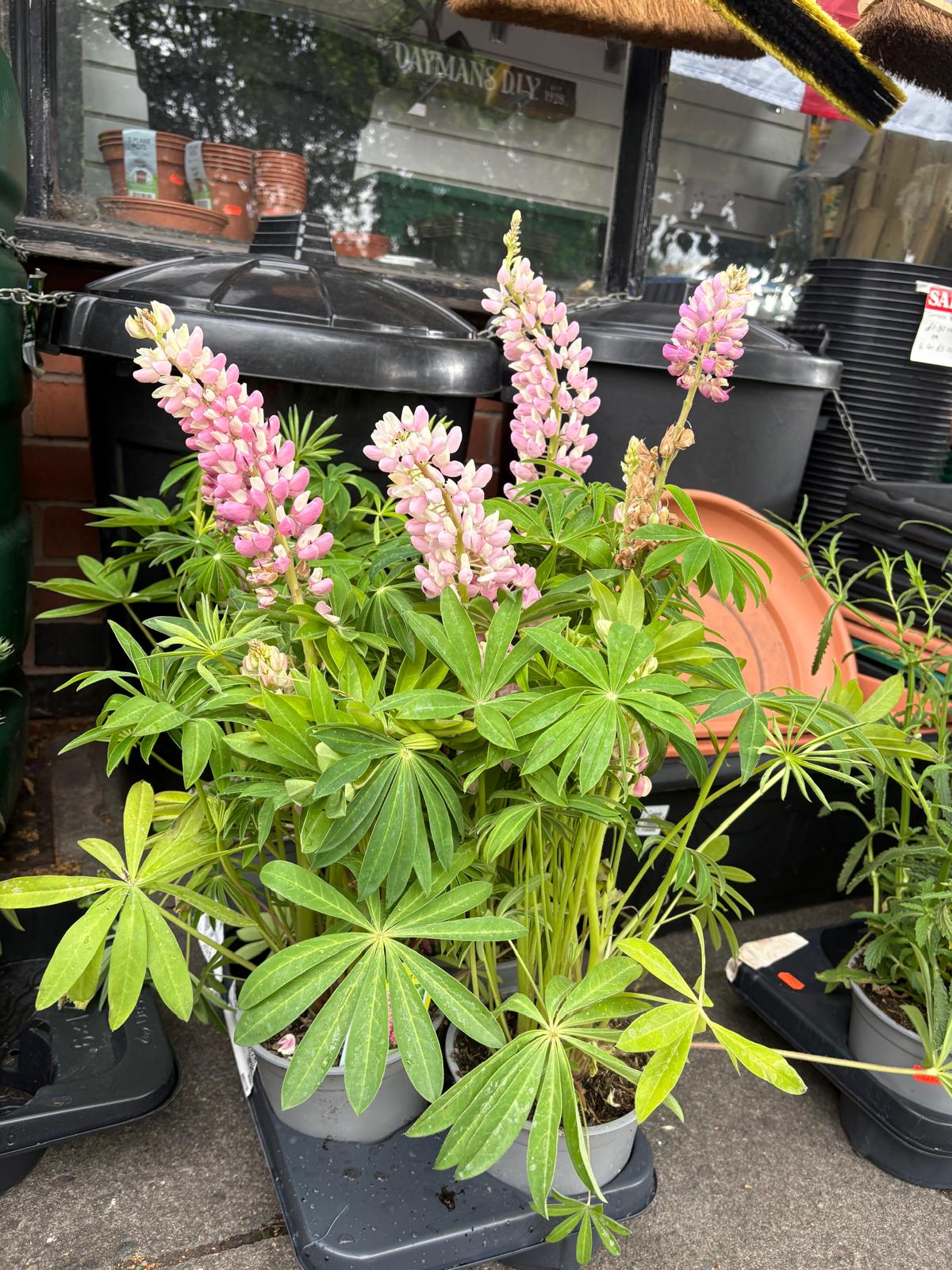 Mixed Plants 7cm - 30cm Pots (LOCAL PICKUP / DELIVERY ONLY)