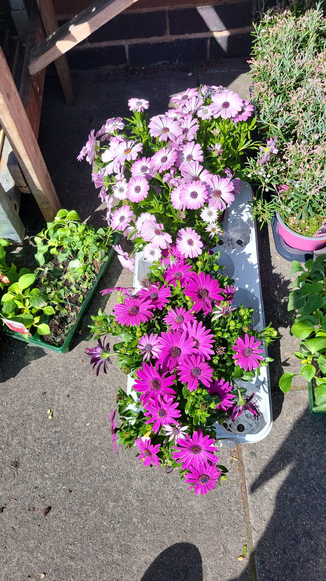 Mixed Plants 10cm - 30cm Pots (LOCAL PICKUP / DELIVERY ONLY)