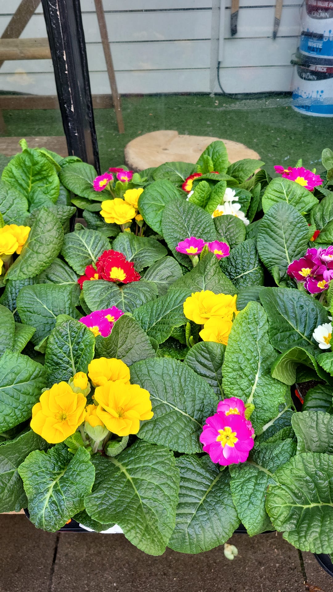 Mixed Plants 7cm - 30cm Pots (LOCAL PICKUP / DELIVERY ONLY)