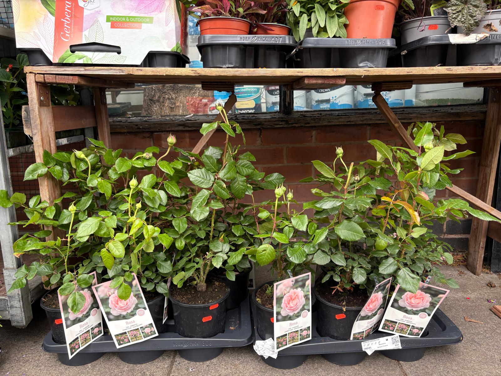 Mixed Plants 7cm - 30cm Pots (LOCAL PICKUP / DELIVERY ONLY)
