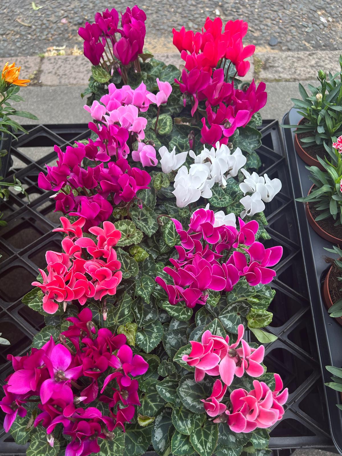 Mixed Plants 7cm - 30cm Pots (LOCAL PICKUP / DELIVERY ONLY)
