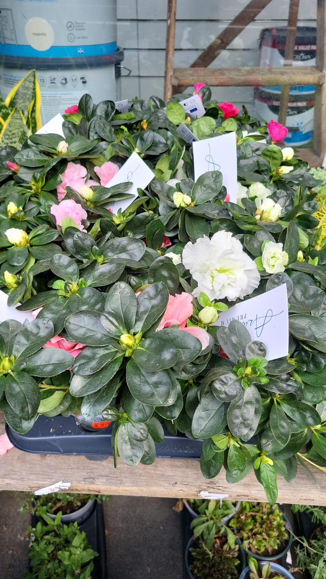Mixed Plants 7cm - 30cm Pots (LOCAL PICKUP / DELIVERY ONLY)