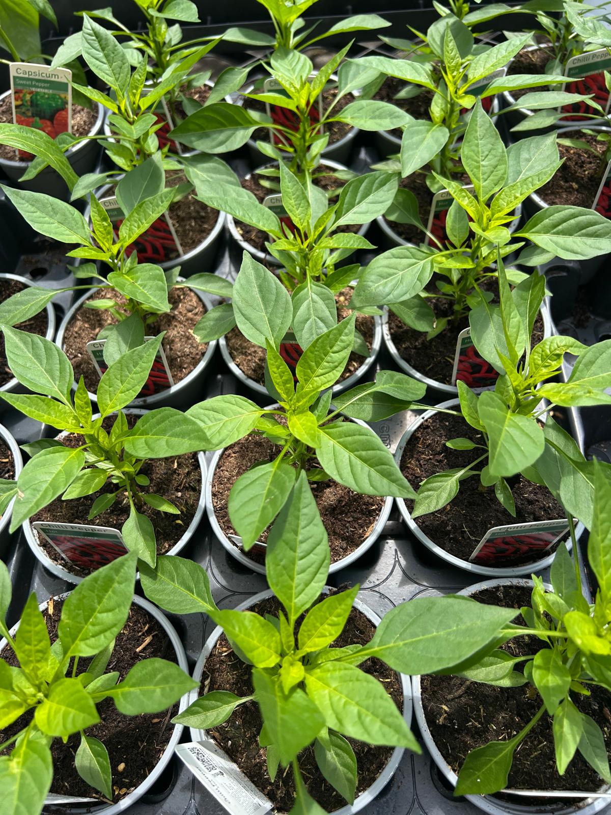 Chilli & Peppers Plants (LOCAL PICKUP / DELIVERY ONLY)